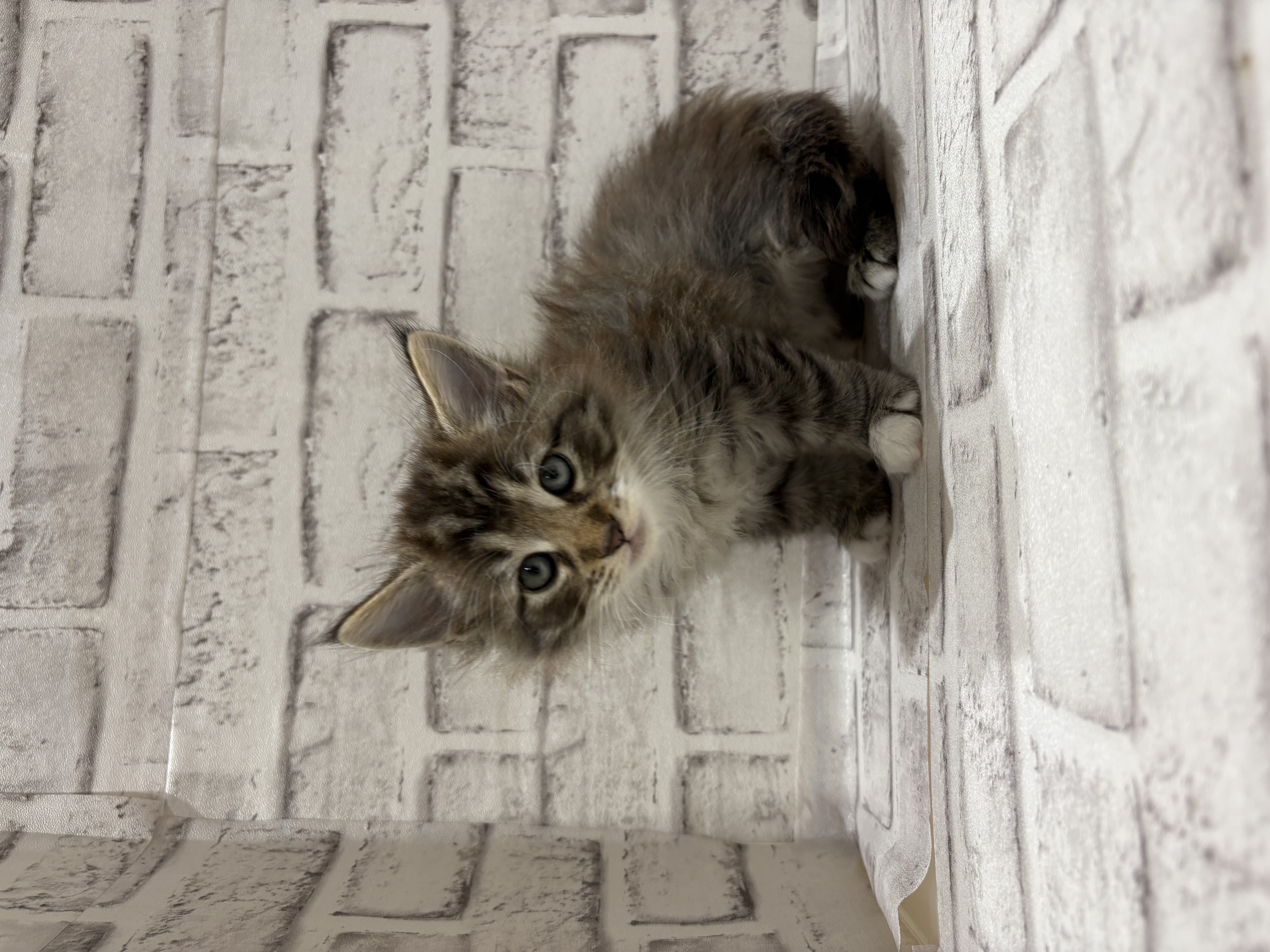 宮城県のノルウェージャンフォレストキャット (ペッツワン古川店/2026年1月25日生まれ/男の子/ブラックタビーホワイト)の子猫