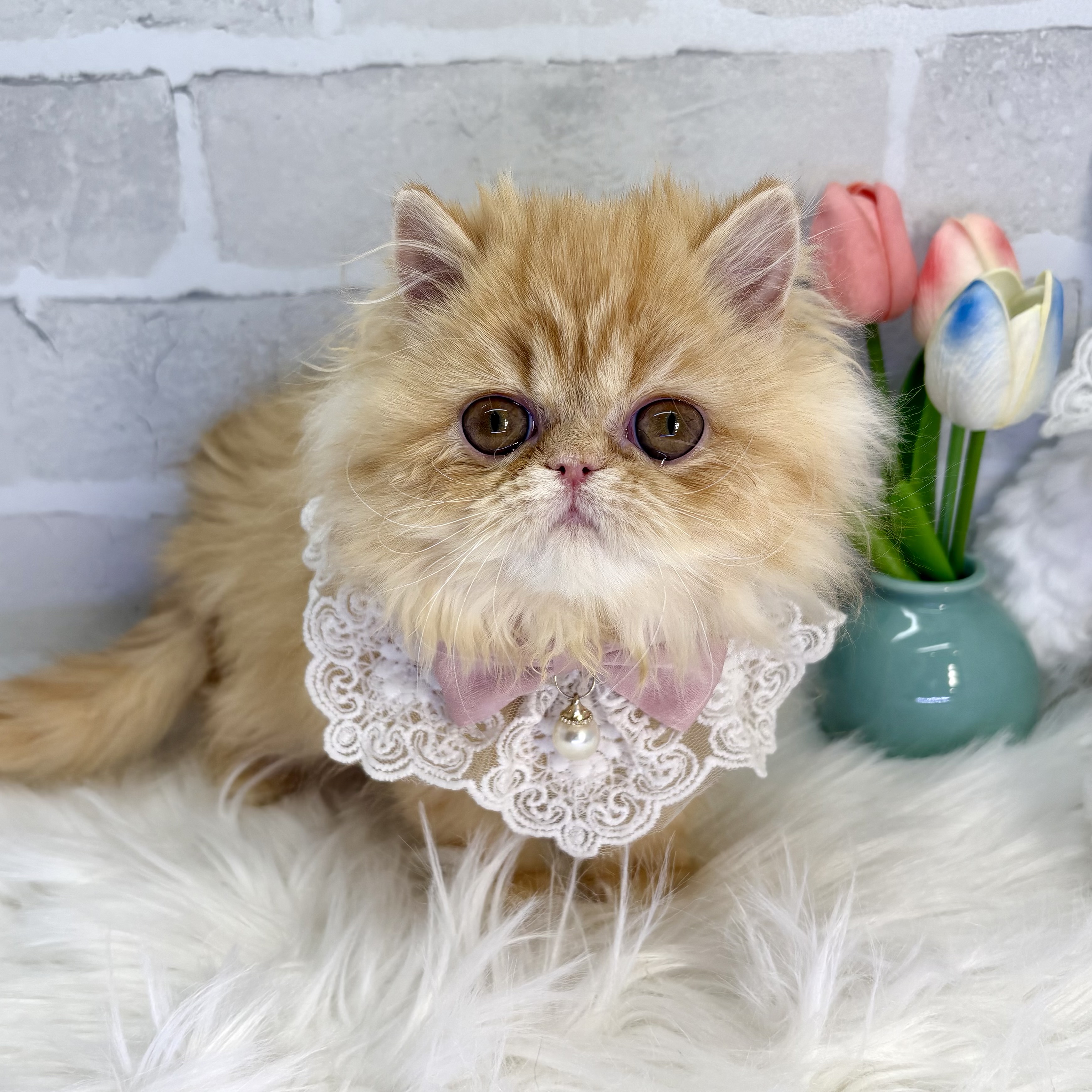 大阪府のペルシャ (ペッツワン高槻店/2025年10月11日生まれ/女の子/レッドタビー)の子猫の3枚目の画像