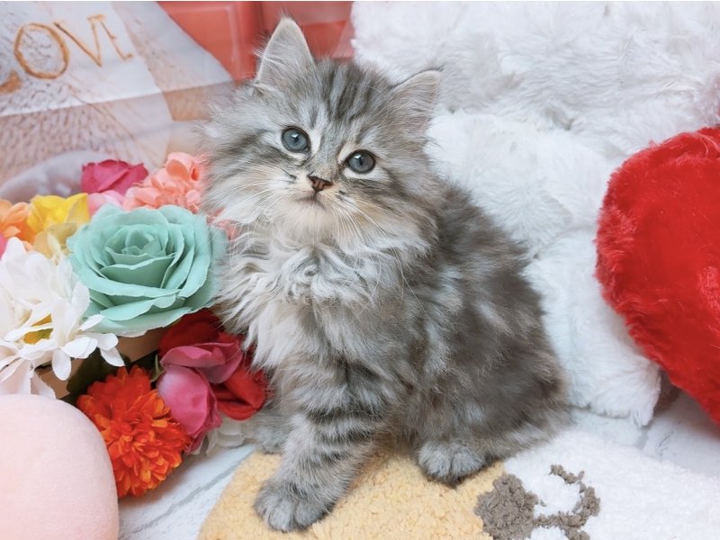 愛知県のアメリカンショートヘアー (ペッツワン豊田四郷店/2026年1月23日生まれ/男の子/シルバータビー)の子猫の2枚目の画像