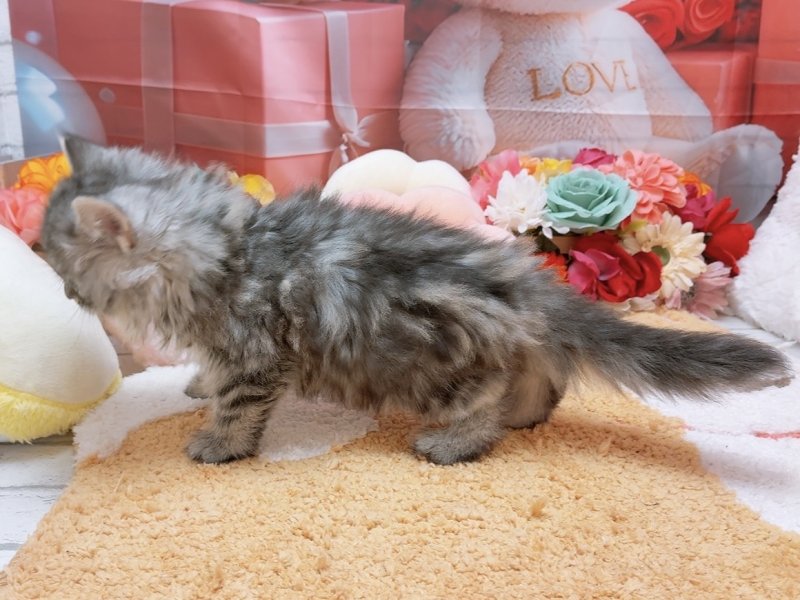 愛知県のアメリカンショートヘアー (ペッツワン豊田四郷店/2026年1月23日生まれ/男の子/シルバータビー)の子猫の3枚目の画像