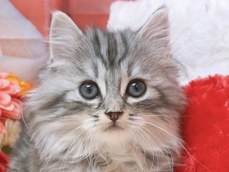 愛知県のアメリカンショートヘアー (ペッツワン豊田四郷店/2026年1月23日生まれ/男の子/シルバータビー)の子猫の1枚目の画像