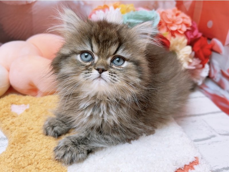 愛知県のペルシャ (ペッツワン豊田四郷店/2026年1月1日生まれ/男の子/チンチラゴールデン)の子猫の2枚目の画像