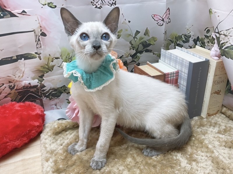 愛知県のシャム (ペッツワン豊田四郷店/2025年11月8日生まれ/男の子/ブルーポイント)の子猫の2枚目の画像