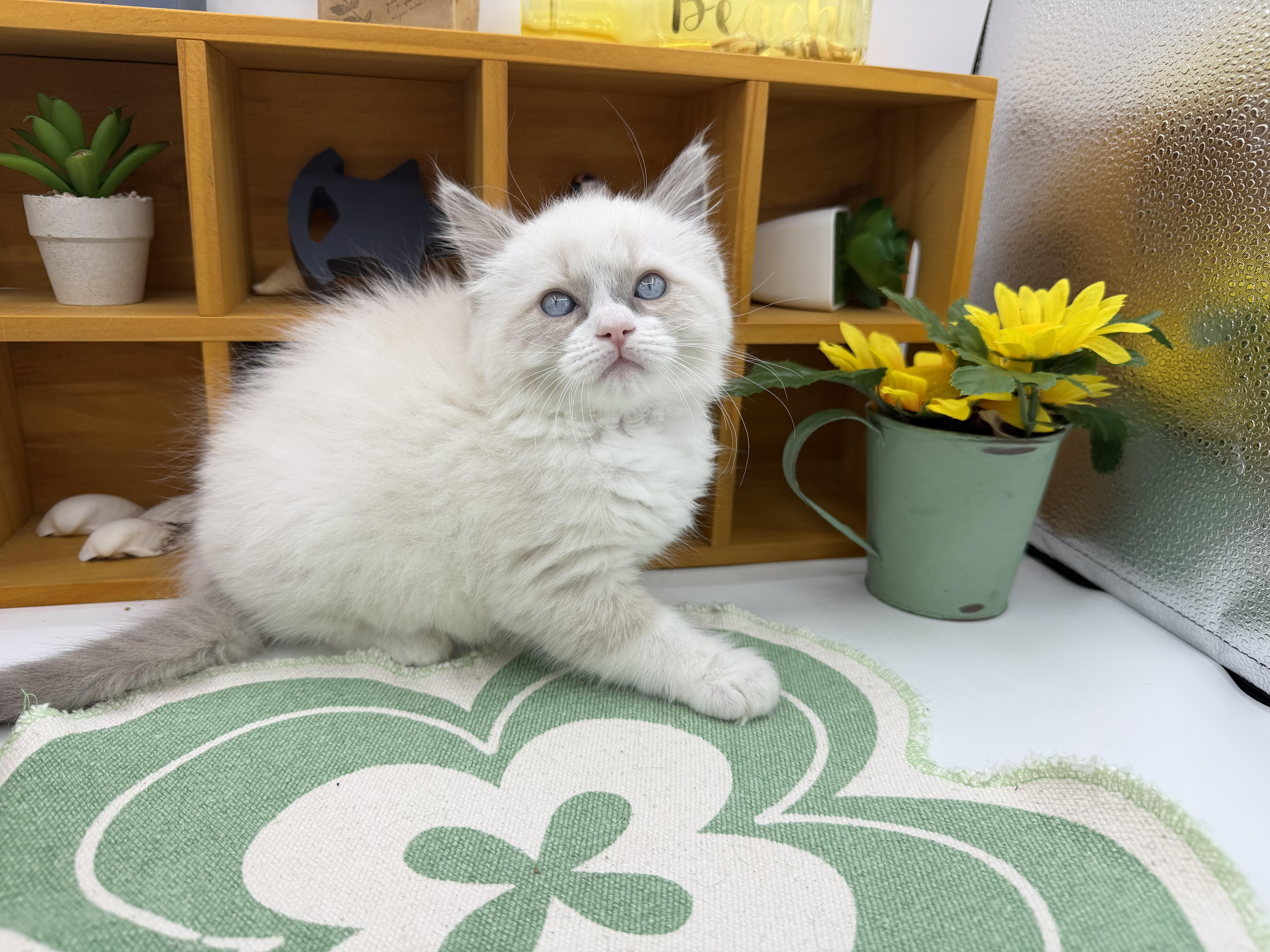 静岡県のラグドール (ペッツワン清水店/2026年1月17日生まれ/男の子/ブルーポイントバイカラー)の子猫の1枚目の画像