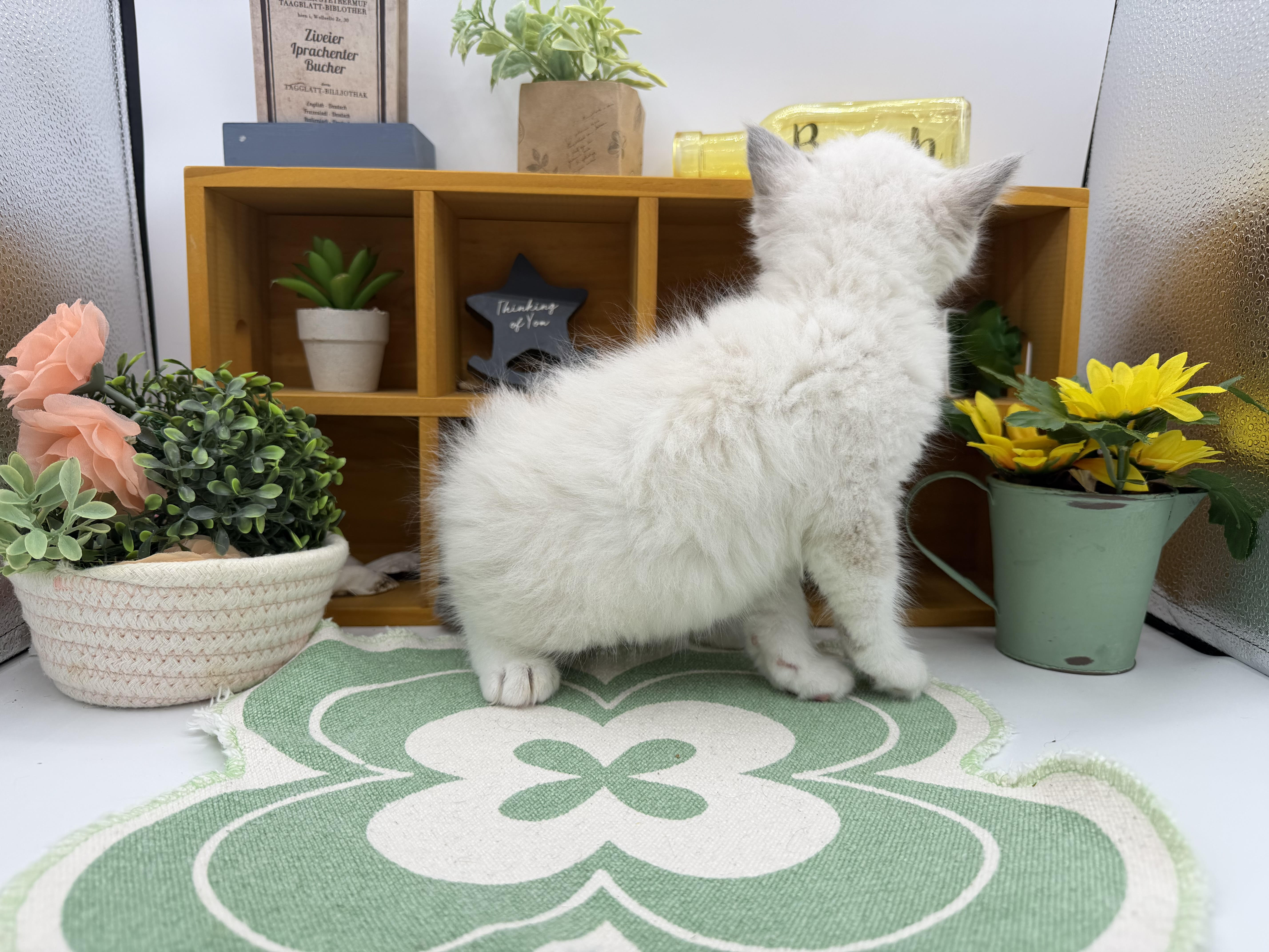 静岡県のラグドール (ペッツワン清水店/2026年1月17日生まれ/男の子/ブルーポイントバイカラー)の子猫の2枚目の画像