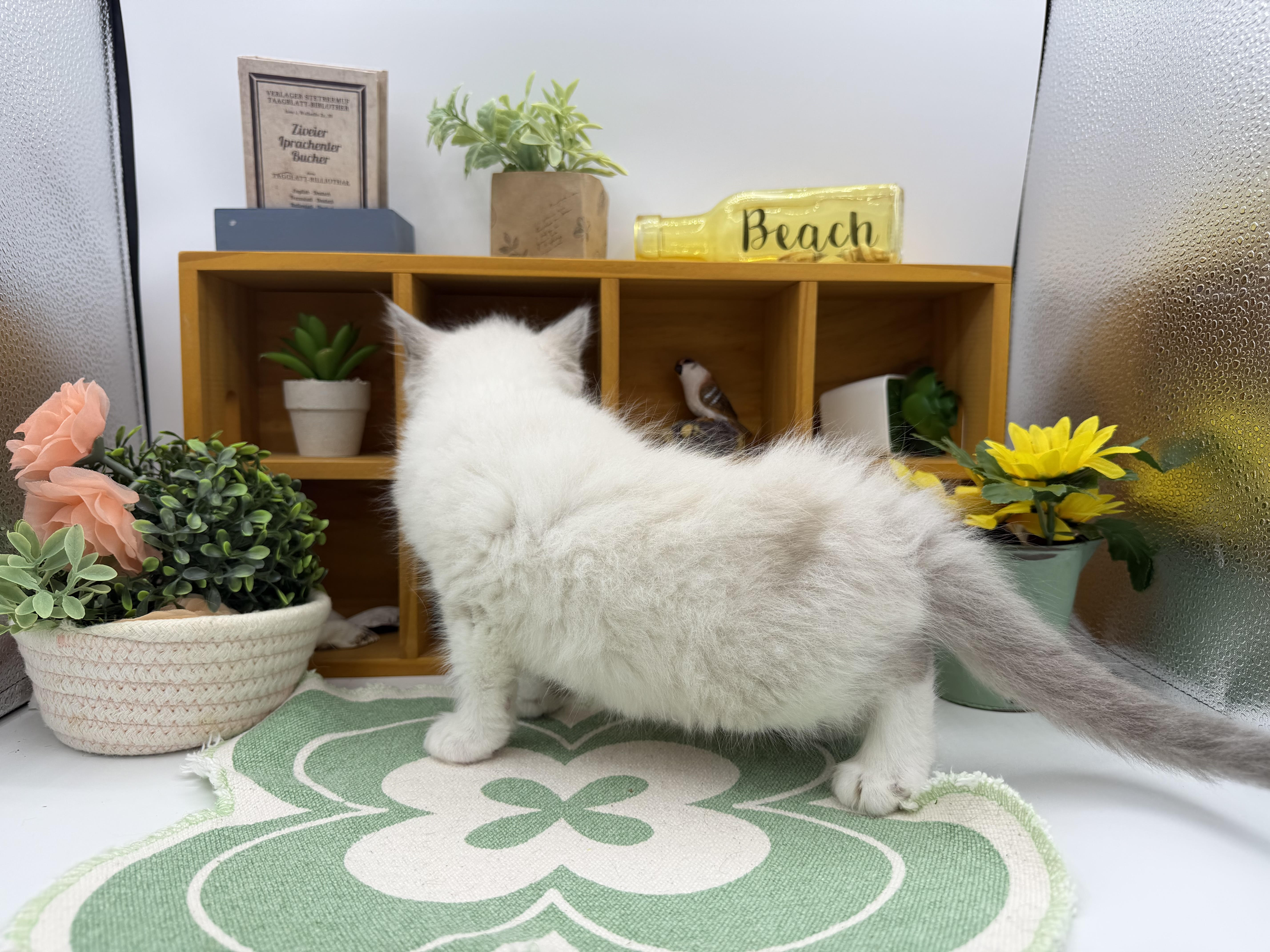 静岡県のラグドール (ペッツワン清水店/2026年1月17日生まれ/男の子/ブルーポイントバイカラー)の子猫の3枚目の画像