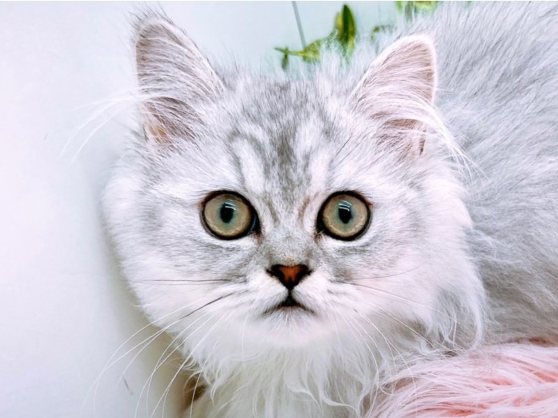 愛知県のペルシャ (ペッツワン小牧店/2025年12月10日生まれ/男の子/チンチラシルバー)の子猫