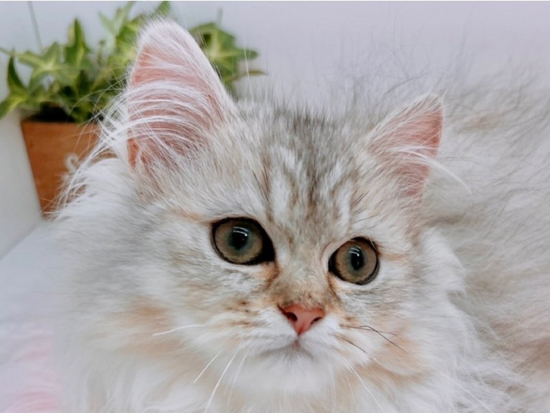 愛知県のペルシャ (ペッツワン小牧店/2025年12月10日生まれ/男の子/チンチラシルバー)の子猫