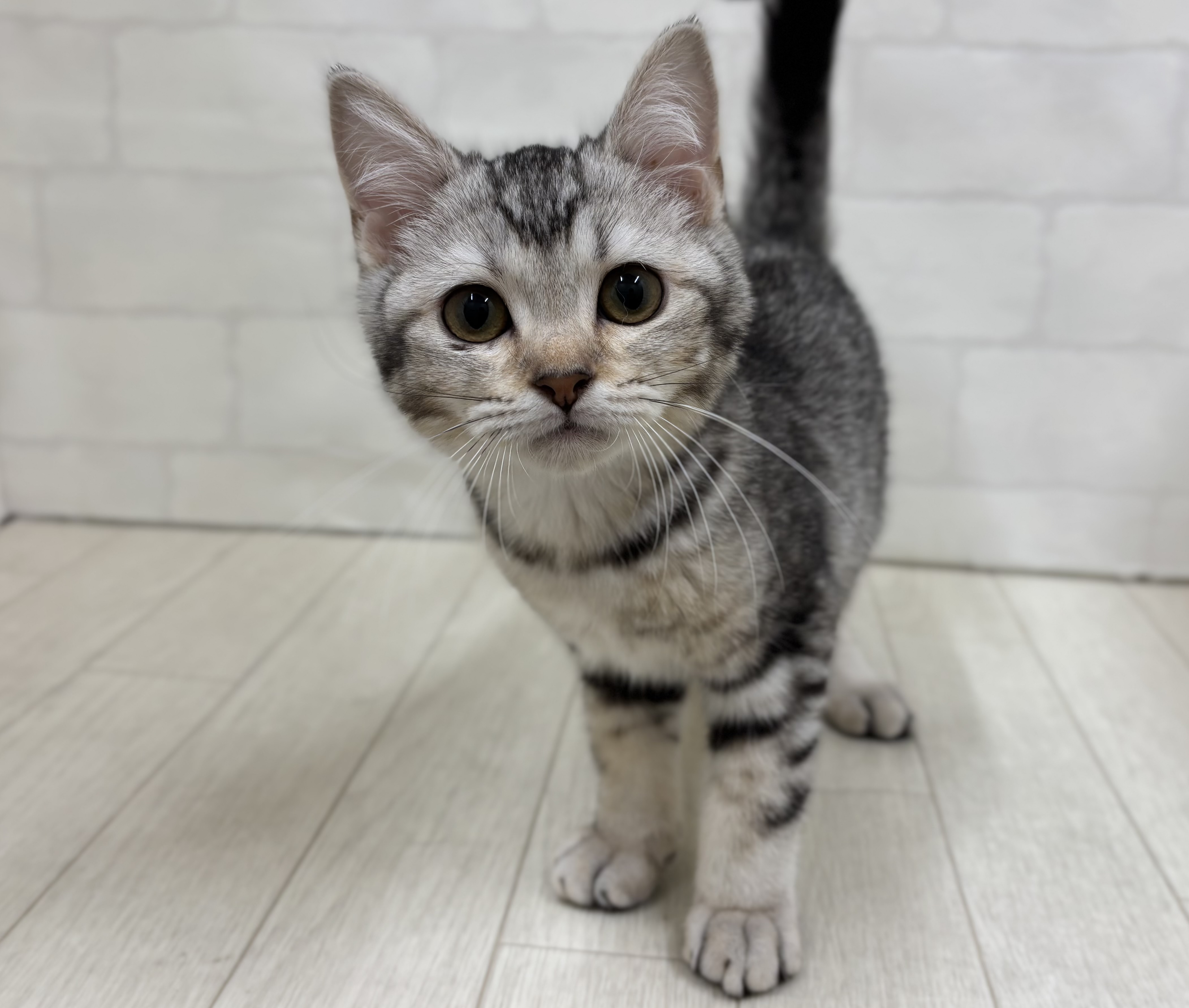 埼玉県のスコティッシュフォールド (ペッツワン大利根店/2025年12月7日生まれ/男の子/シルバータビー)の子猫の1枚目の画像
