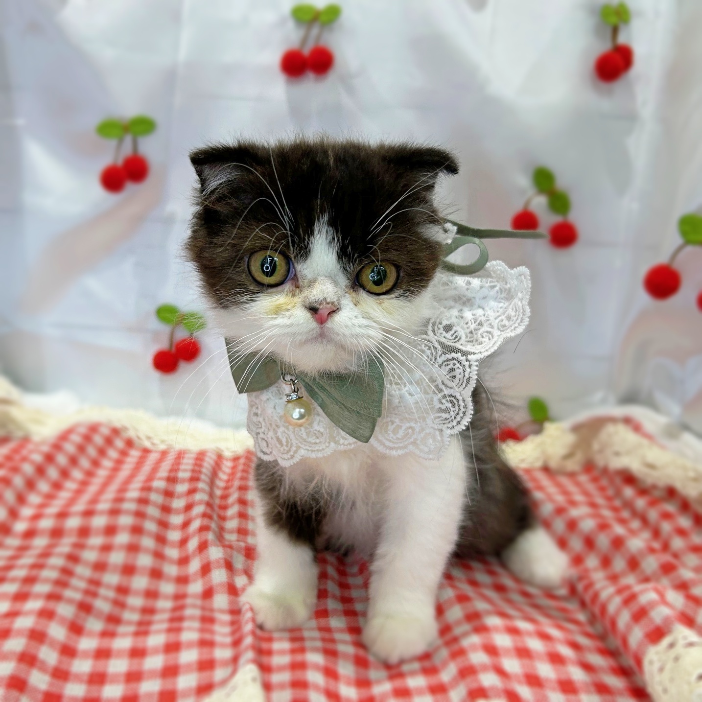 滋賀県のミヌエット (ペッツワン堅田店/2026年1月8日生まれ/女の子/ブラックホワイト)の子猫の3枚目の画像