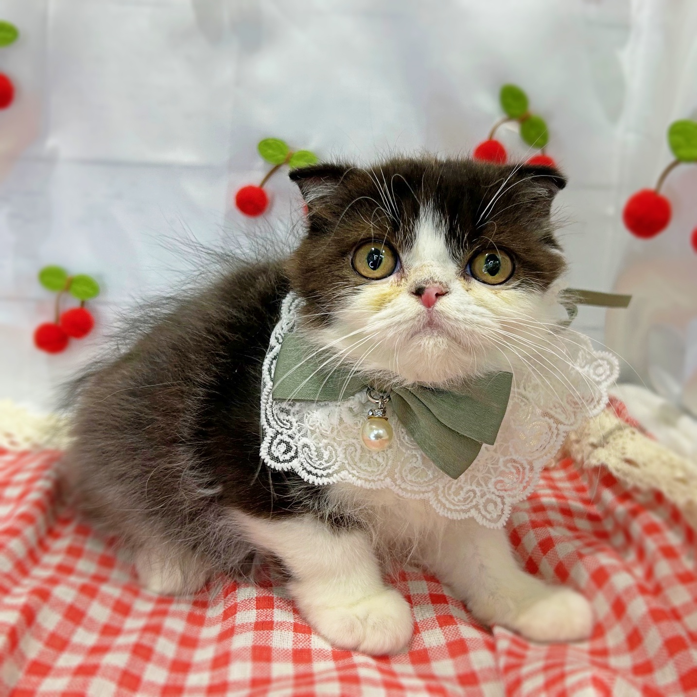 滋賀県のミヌエット (ペッツワン堅田店/2026年1月8日生まれ/女の子/ブラックホワイト)の子猫の2枚目の画像