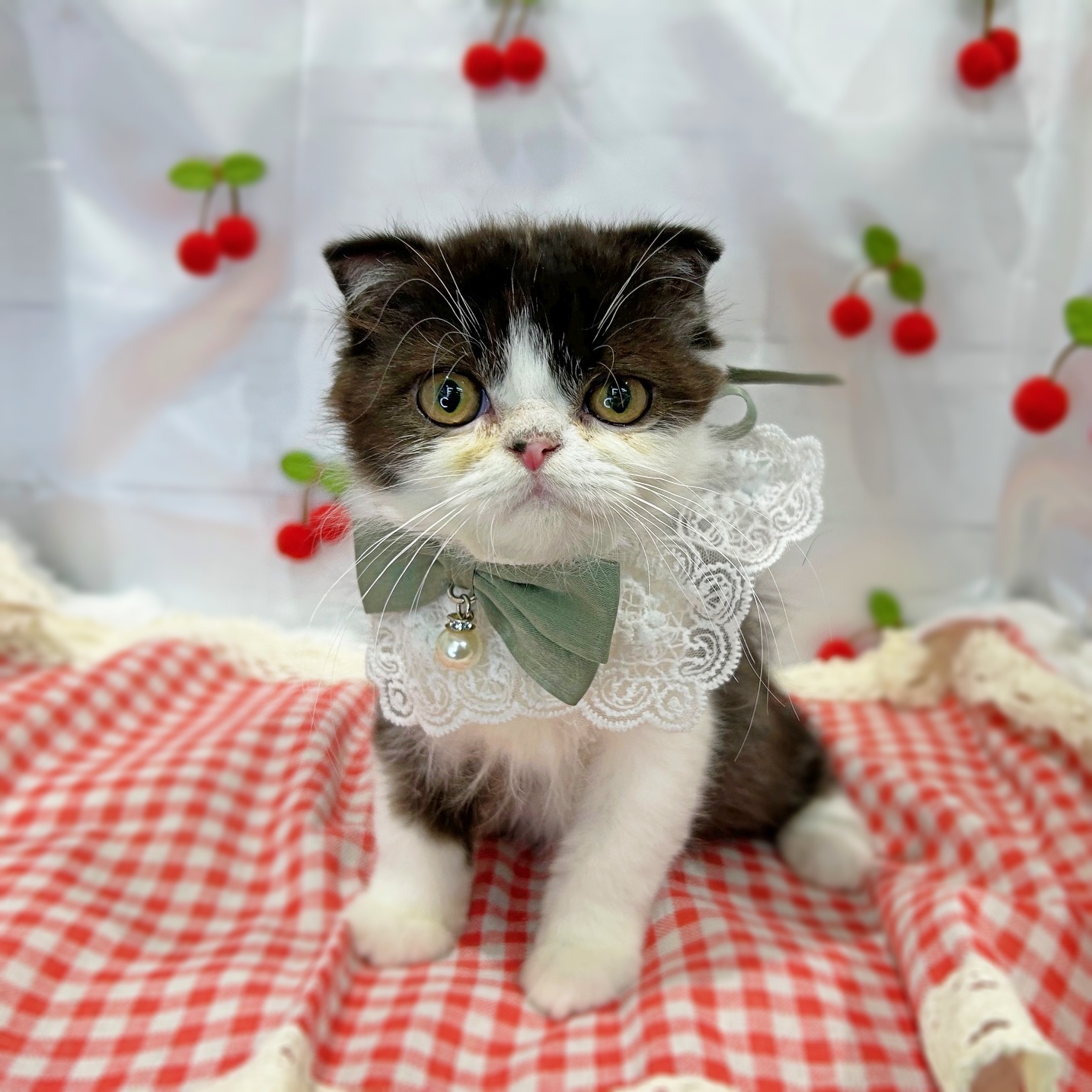 滋賀県のミヌエット (ペッツワン堅田店/2026年1月8日生まれ/女の子/ブラックホワイト)の子猫の1枚目の画像