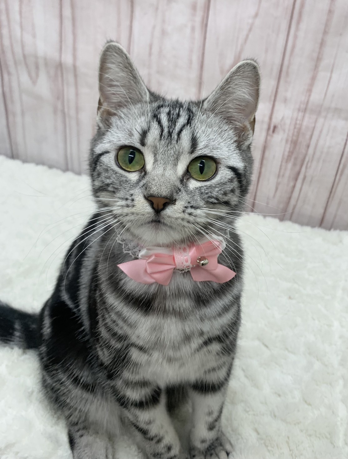 群馬県のアメリカンショートヘアー (ペッツワン大泉店/2025年7月3日生まれ/女の子/シルバータビー)の子猫の1枚目の画像