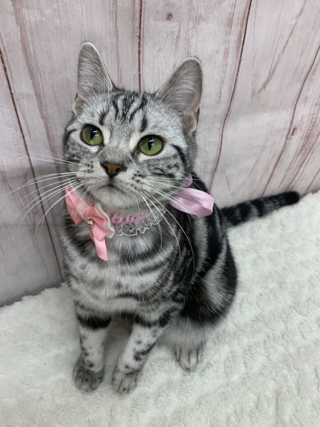 群馬県のアメリカンショートヘアー (ペッツワン大泉店/2025年7月3日生まれ/女の子/シルバータビー)の子猫の2枚目の画像