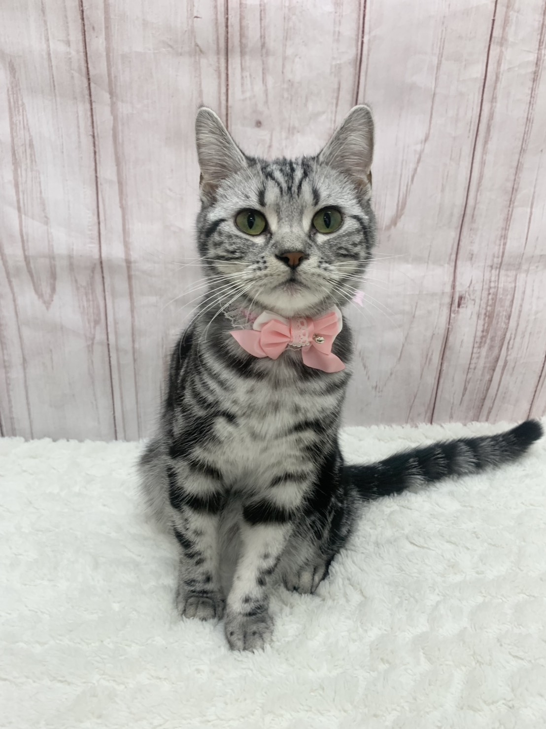 群馬県のアメリカンショートヘアー (ペッツワン大泉店/2025年7月3日生まれ/女の子/シルバータビー)の子猫の3枚目の画像