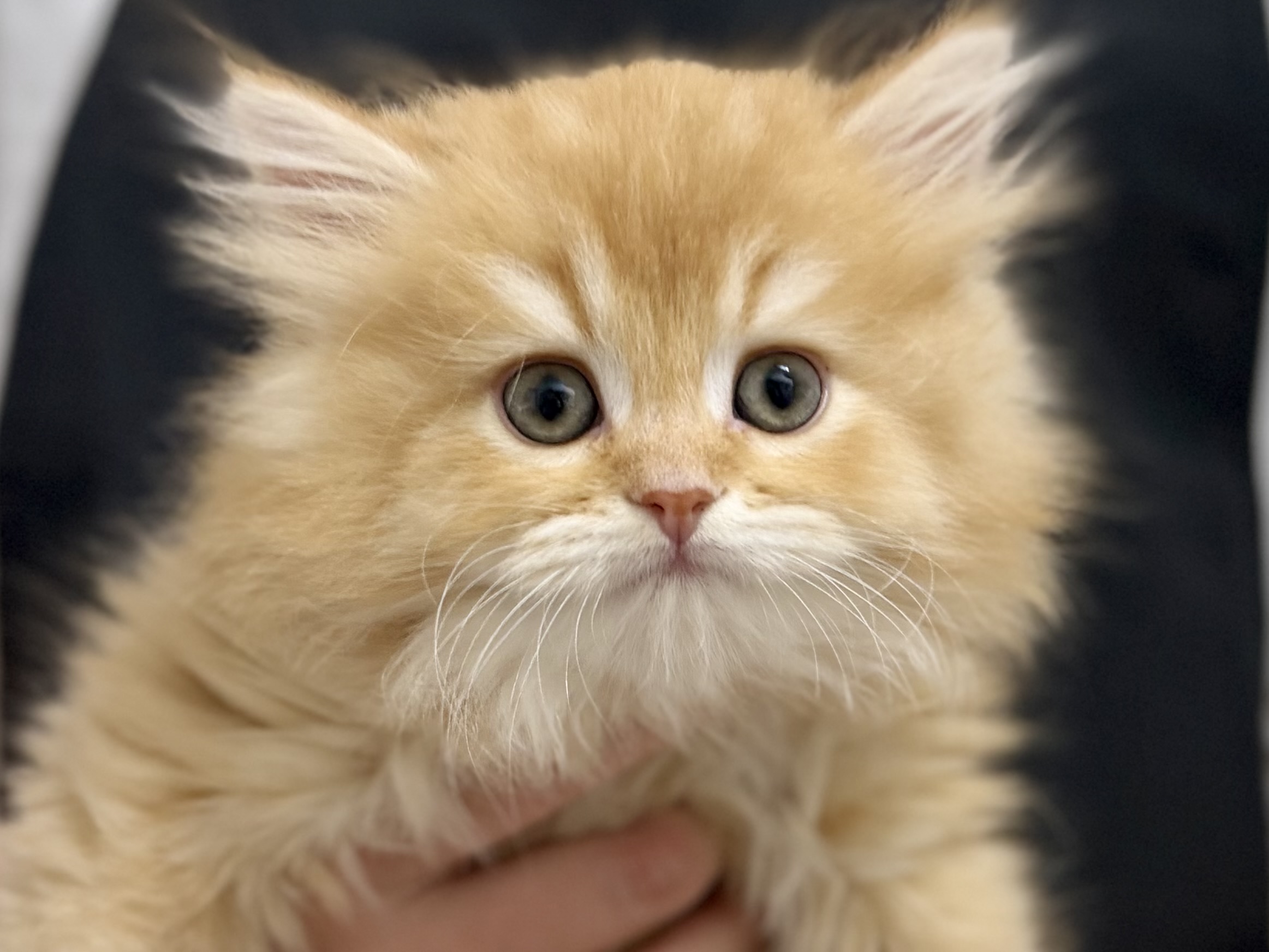 愛知県のスコティッシュフォールド (ペッツワン名古屋堀田店/2026年1月25日生まれ/男の子/レッドタビー)の子猫