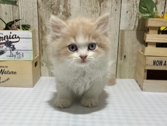 静岡県のスコティッシュフォールド (ペッツワン浜松都田テクノ店/2026年1月16日生まれ/男の子/クリームタビーホワイト)の子猫