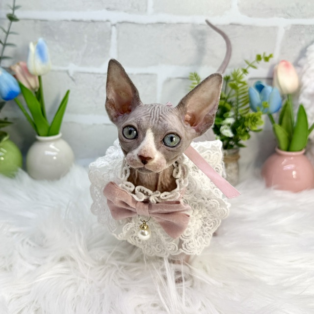 大阪府のスフィンクス (ペッツワン高槻店/2026年1月20日生まれ/女の子/ブルーホワイト)の子猫