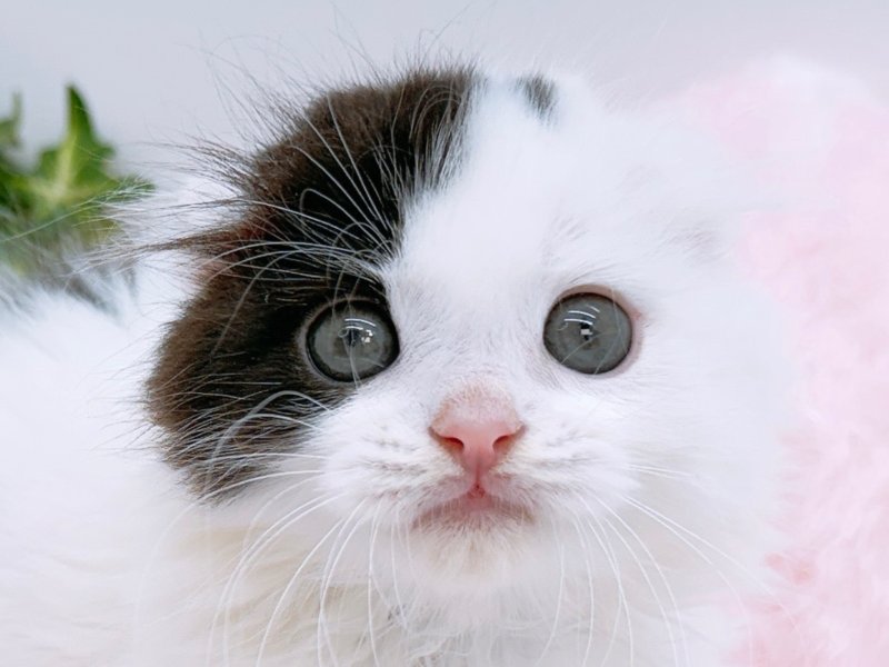 愛知県のスコティッシュフォールド (ペッツワン小牧店/2026年2月1日生まれ/男の子/ブラック)の子猫