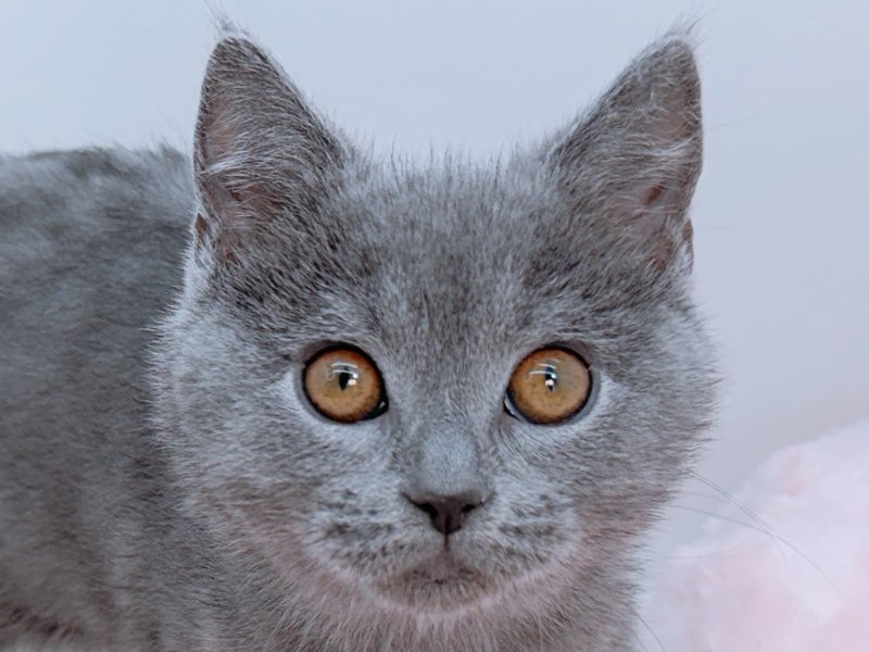 愛知県のシャルトリュー (ペッツワン小牧店/2026年1月26日生まれ/男の子/ブルー)の子猫