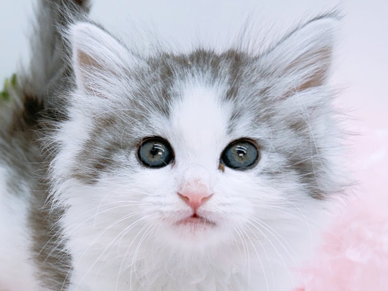 愛知県のノルウェージャンフォレストキャット (ペッツワン小牧店/2026年2月1日生まれ/女の子/ブルー)の子猫