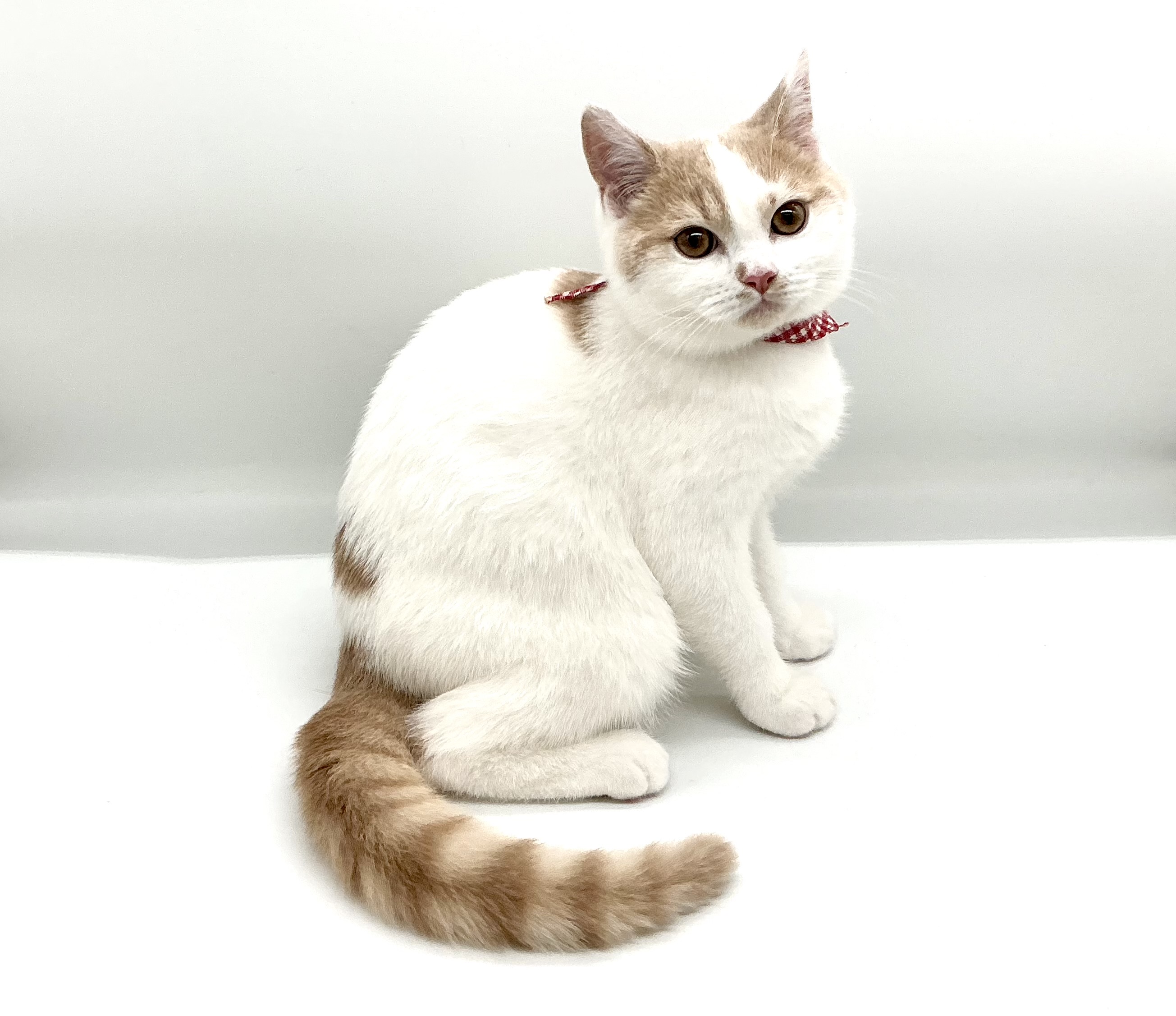 埼玉県のブリティッシュショートヘアー (ペッツワン鶴ヶ島店/2025年11月18日生まれ/男の子/クリームホワイト)の子猫の1枚目の画像