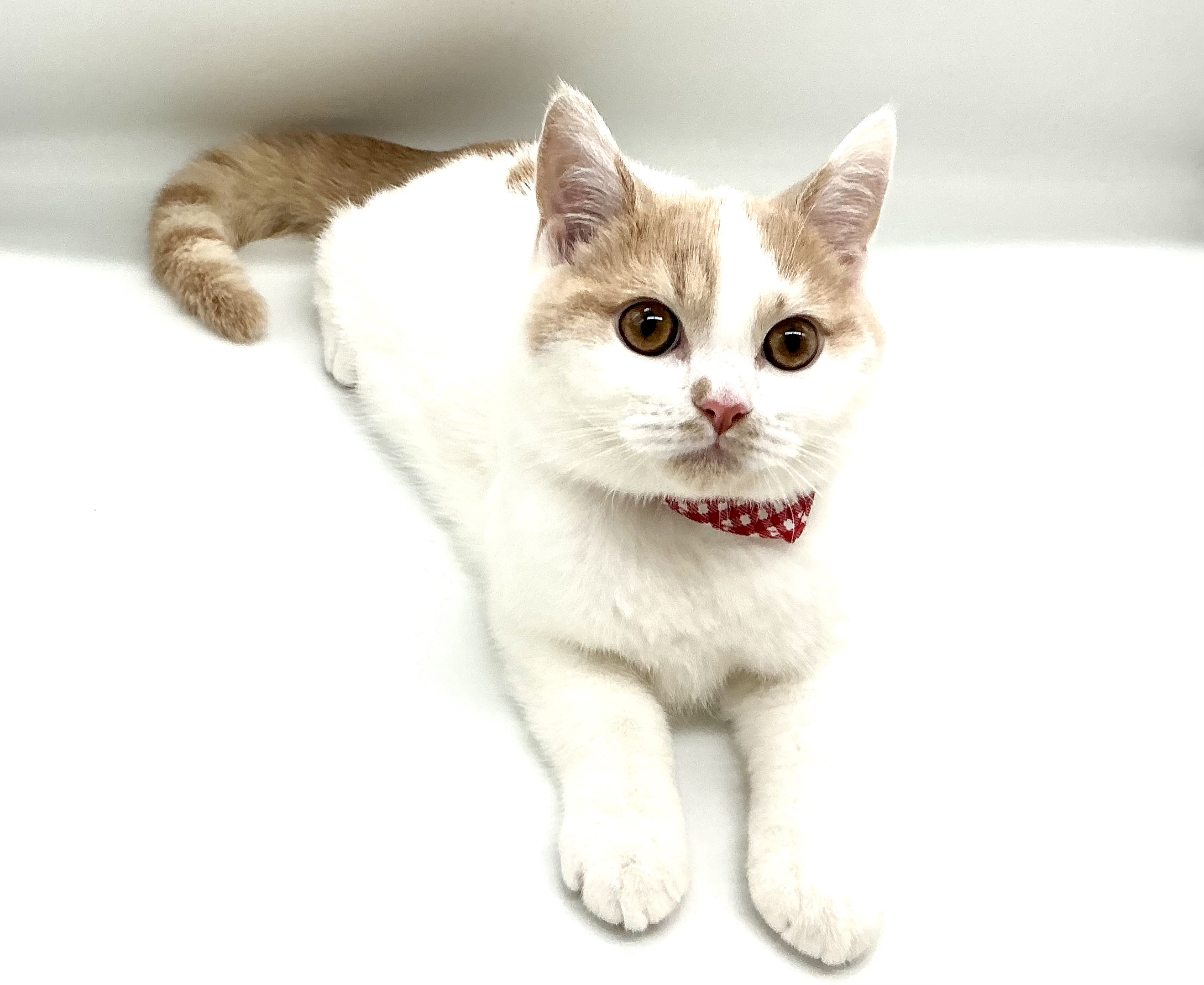 埼玉県のブリティッシュショートヘアー (ペッツワン鶴ヶ島店/2025年11月18日生まれ/男の子/クリームホワイト)の子猫の3枚目の画像