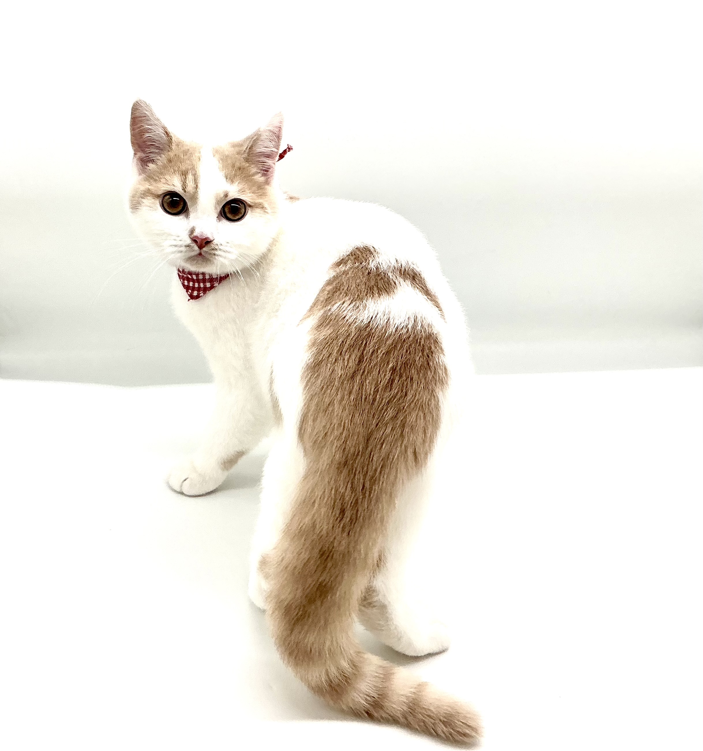 埼玉県のブリティッシュショートヘアー (ペッツワン鶴ヶ島店/2025年11月18日生まれ/男の子/クリームホワイト)の子猫の2枚目の画像