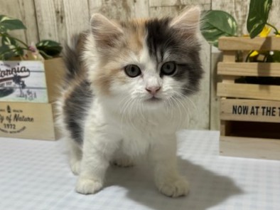 静岡県のキンカロー (ペッツワン浜松都田テクノ店/2026年1月15日生まれ/女の子/キャリコ)の子猫