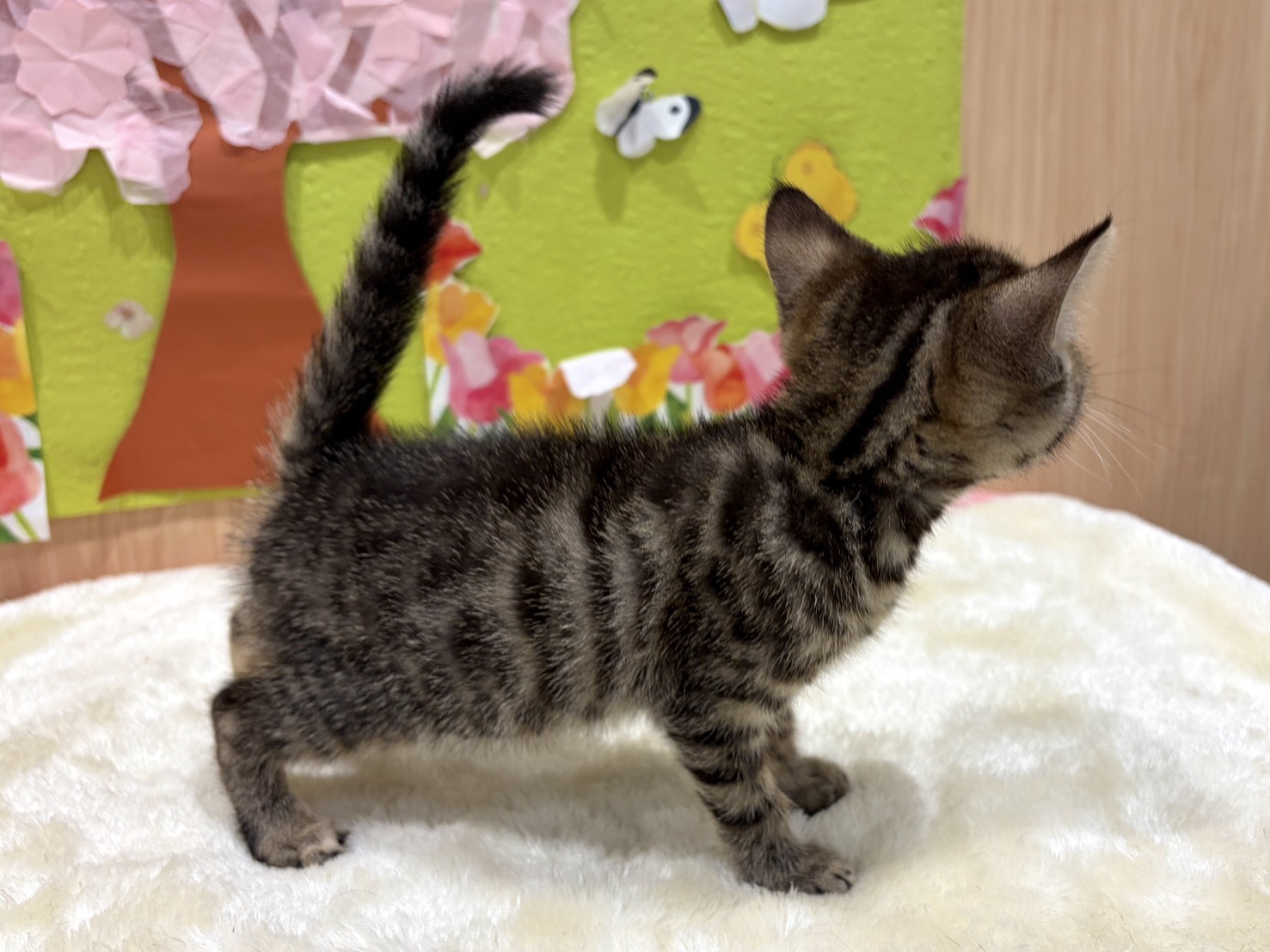 福島県のベンガル (ペッツワン会津若松店/2026年1月30日生まれ/女の子/ブラウンスポットタビー)の子猫の3枚目の画像