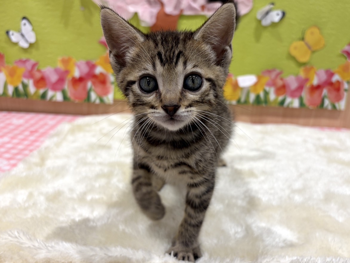 福島県のベンガル (ペッツワン会津若松店/2026年1月30日生まれ/女の子/ブラウンスポットタビー)の子猫の1枚目の画像