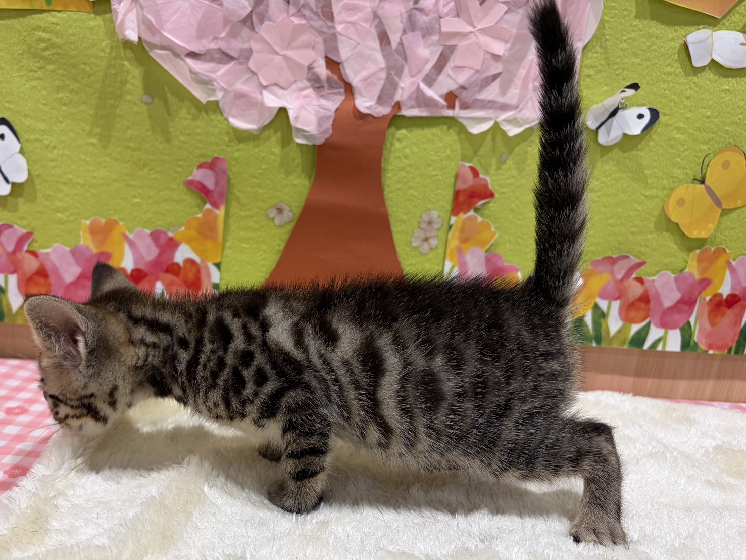 福島県のベンガル (ペッツワン会津若松店/2026年1月30日生まれ/女の子/ブラウンスポットタビー)の子猫の2枚目の画像