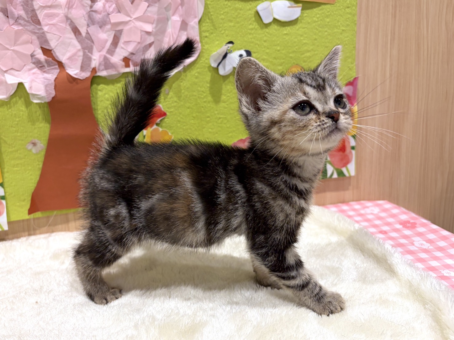 福島県のアメリカンショートヘアー (ペッツワン会津若松店/2026年1月31日生まれ/女の子/シルバーパッチドタビー)の子猫の3枚目の画像