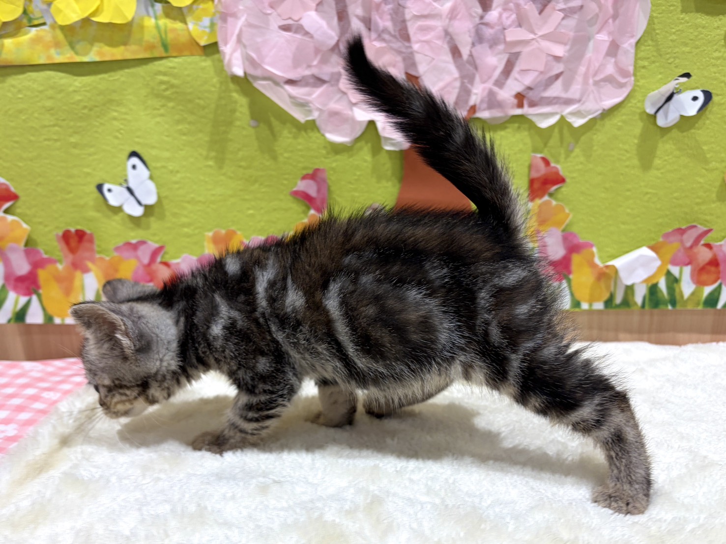 福島県のアメリカンショートヘアー (ペッツワン会津若松店/2026年1月31日生まれ/女の子/シルバーパッチドタビー)の子猫の2枚目の画像