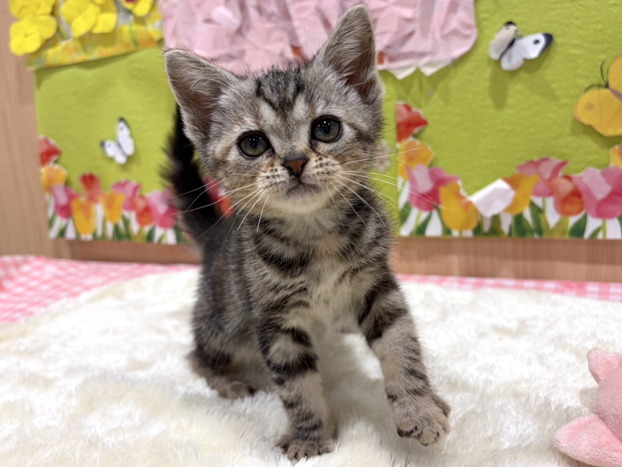 福島県のアメリカンショートヘアー (ペッツワン会津若松店/2026年1月31日生まれ/女の子/シルバーパッチドタビー)の子猫の1枚目の画像