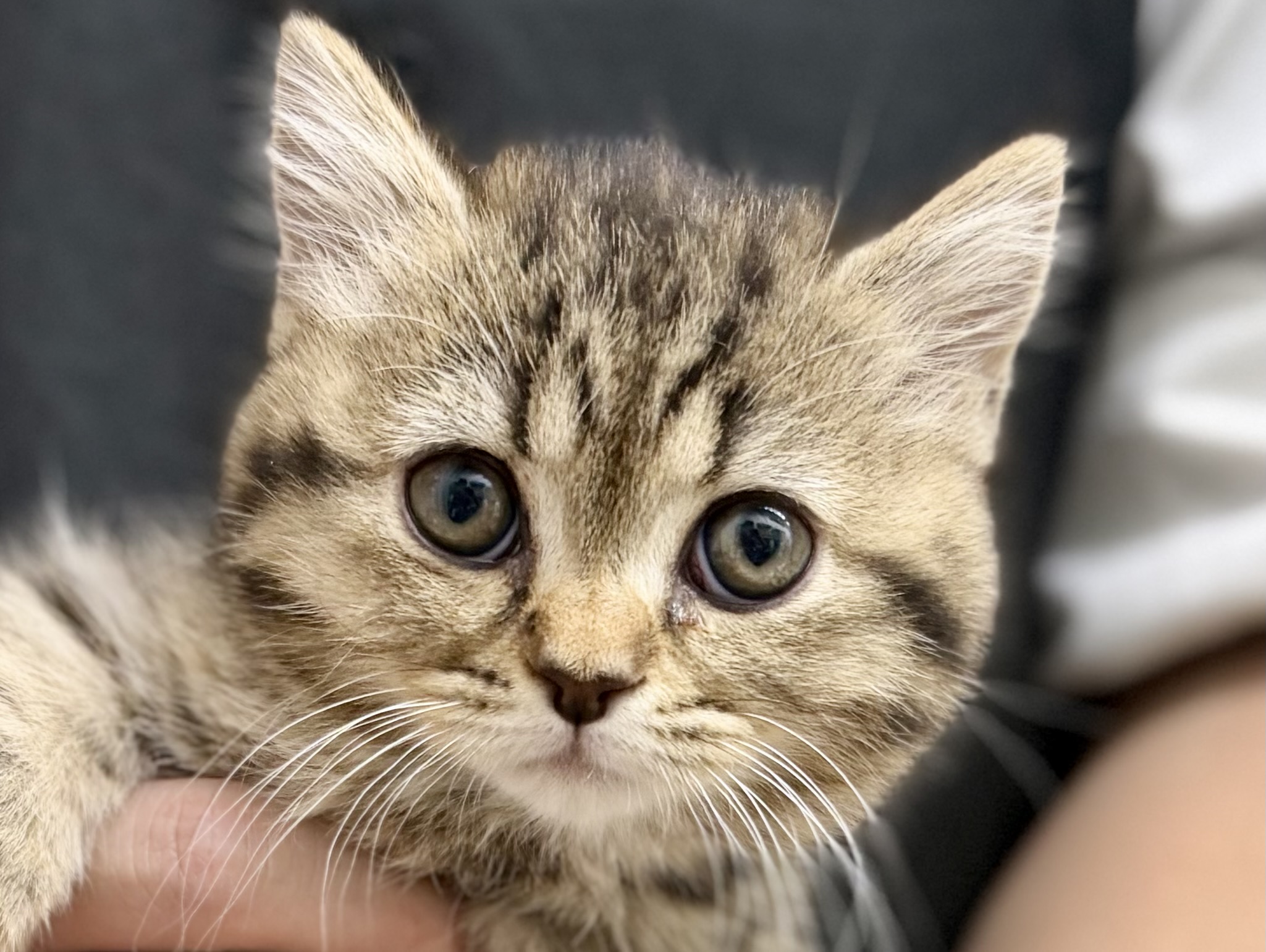 愛知県のミヌエット (ペッツワン名古屋堀田店/2026年1月28日生まれ/女の子/ブラウンパッチドマッカレルタビー)の子猫