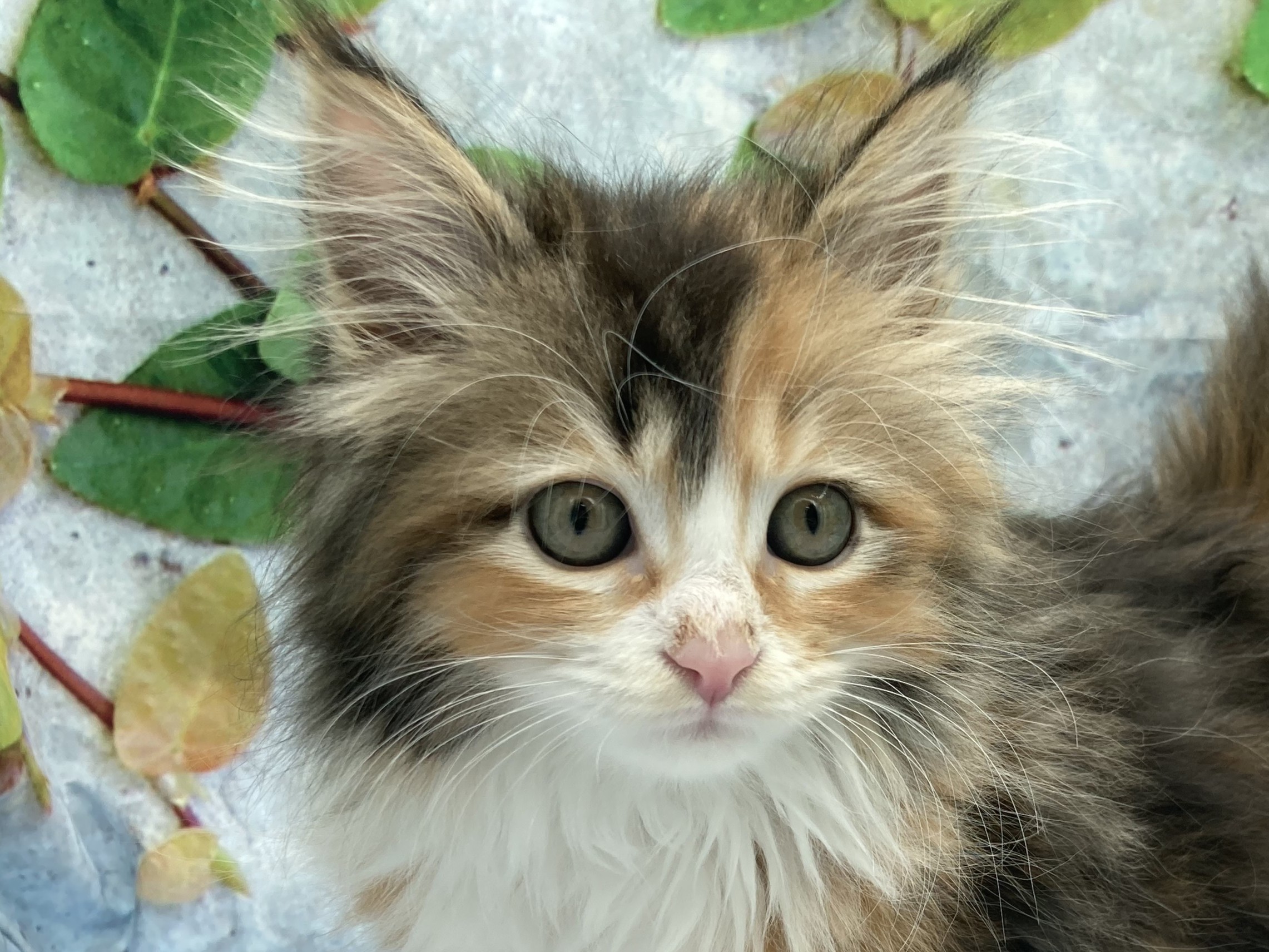 埼玉県のサイベリアン (ペッツワン北本店/2026年1月20日生まれ/女の子/ブラウンパッチドタビーホワイト)の子猫の1枚目の画像