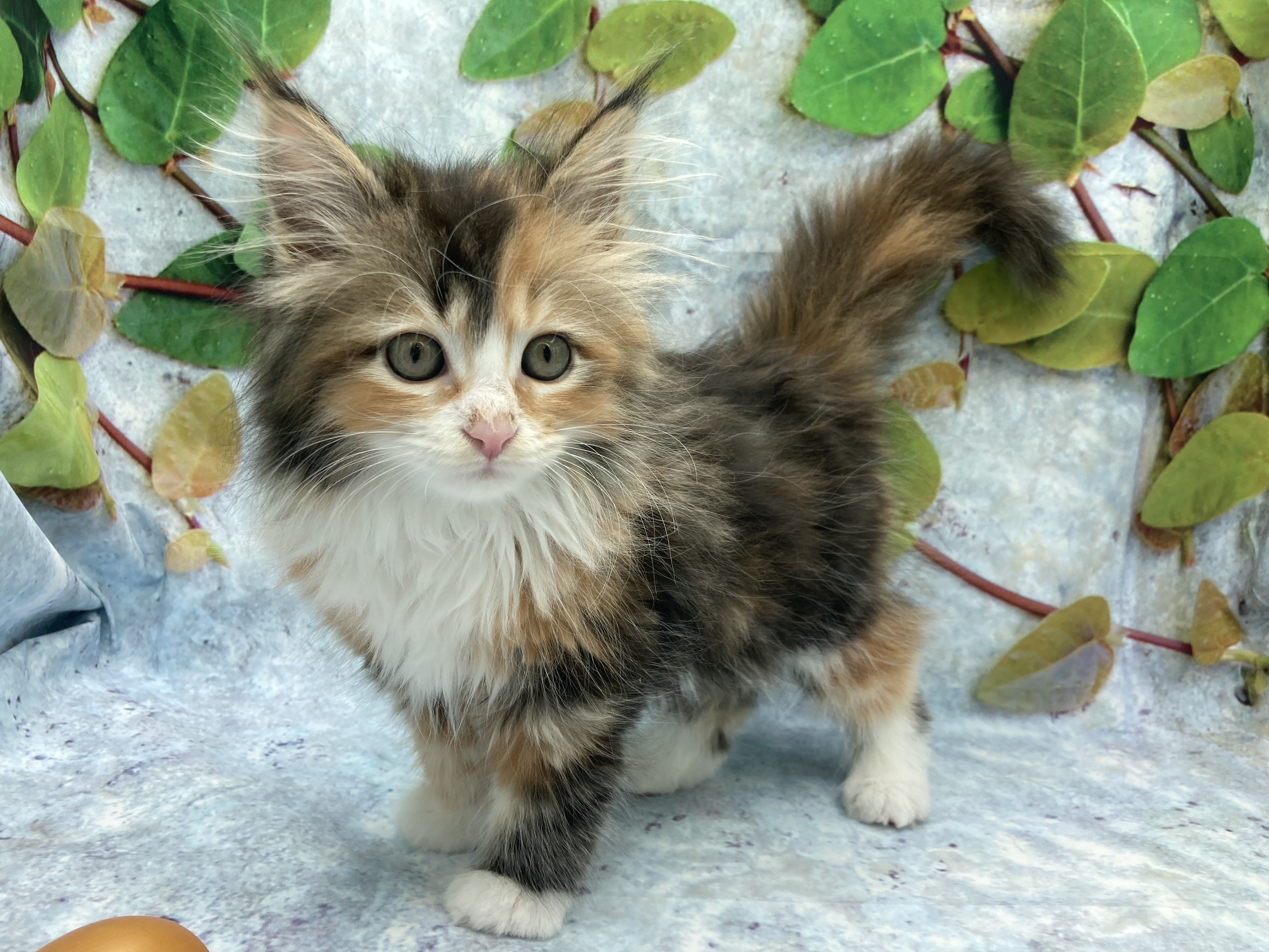 埼玉県のサイベリアン (ペッツワン北本店/2026年1月20日生まれ/女の子/ブラウンパッチドタビーホワイト)の子猫の2枚目の画像