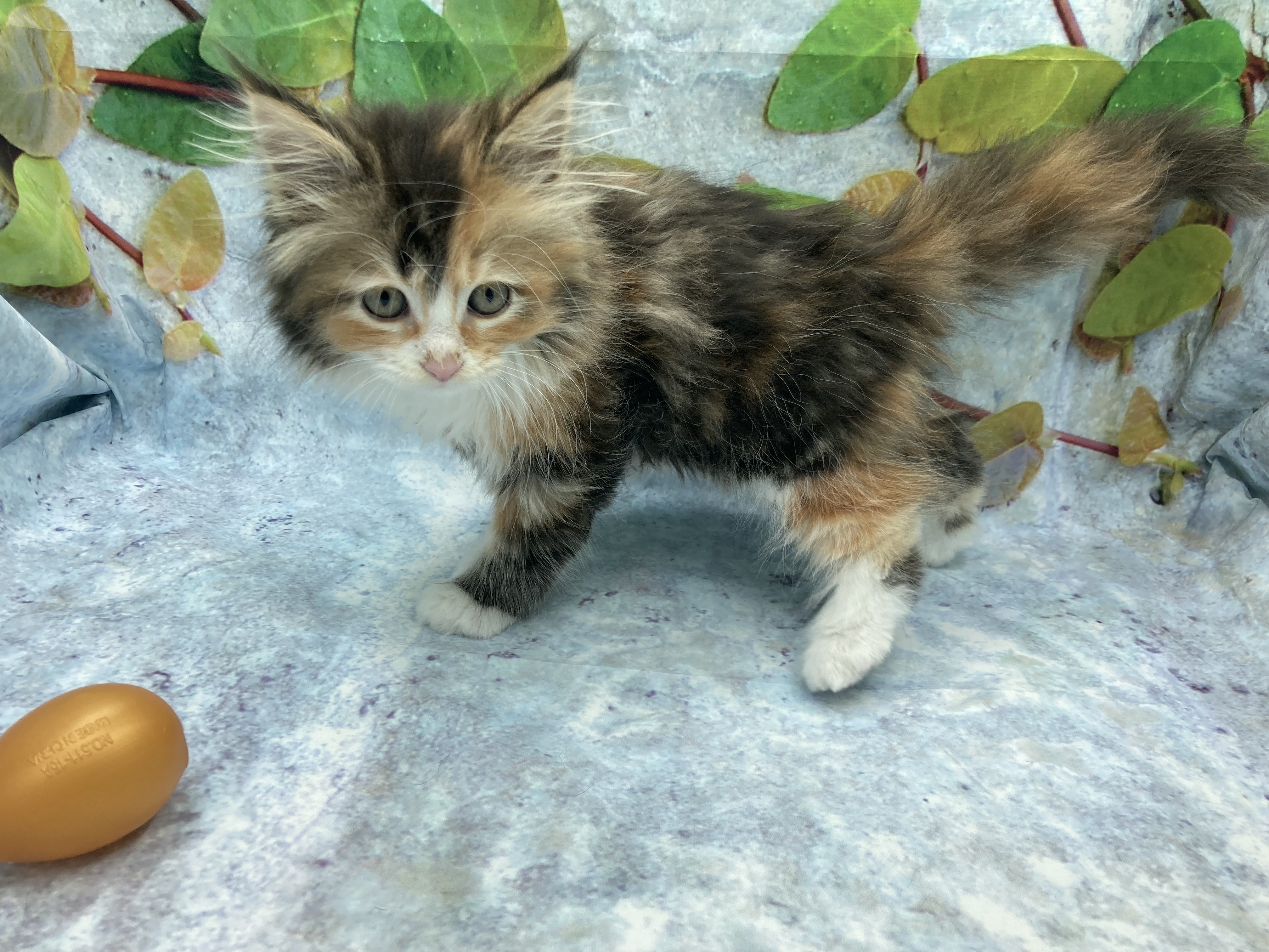 埼玉県のサイベリアン (ペッツワン北本店/2026年1月20日生まれ/女の子/ブラウンパッチドタビーホワイト)の子猫の3枚目の画像