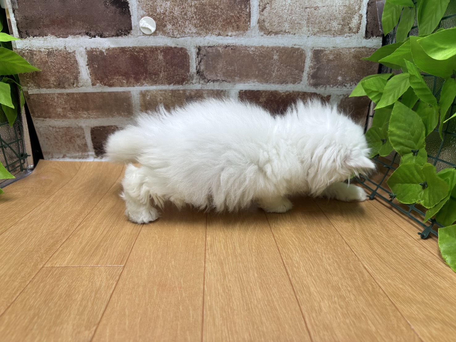 福島県のエキゾチック (ペッツワン白河モール店/2026年1月30日生まれ/男の子/クリームポイント)の子猫の2枚目の画像