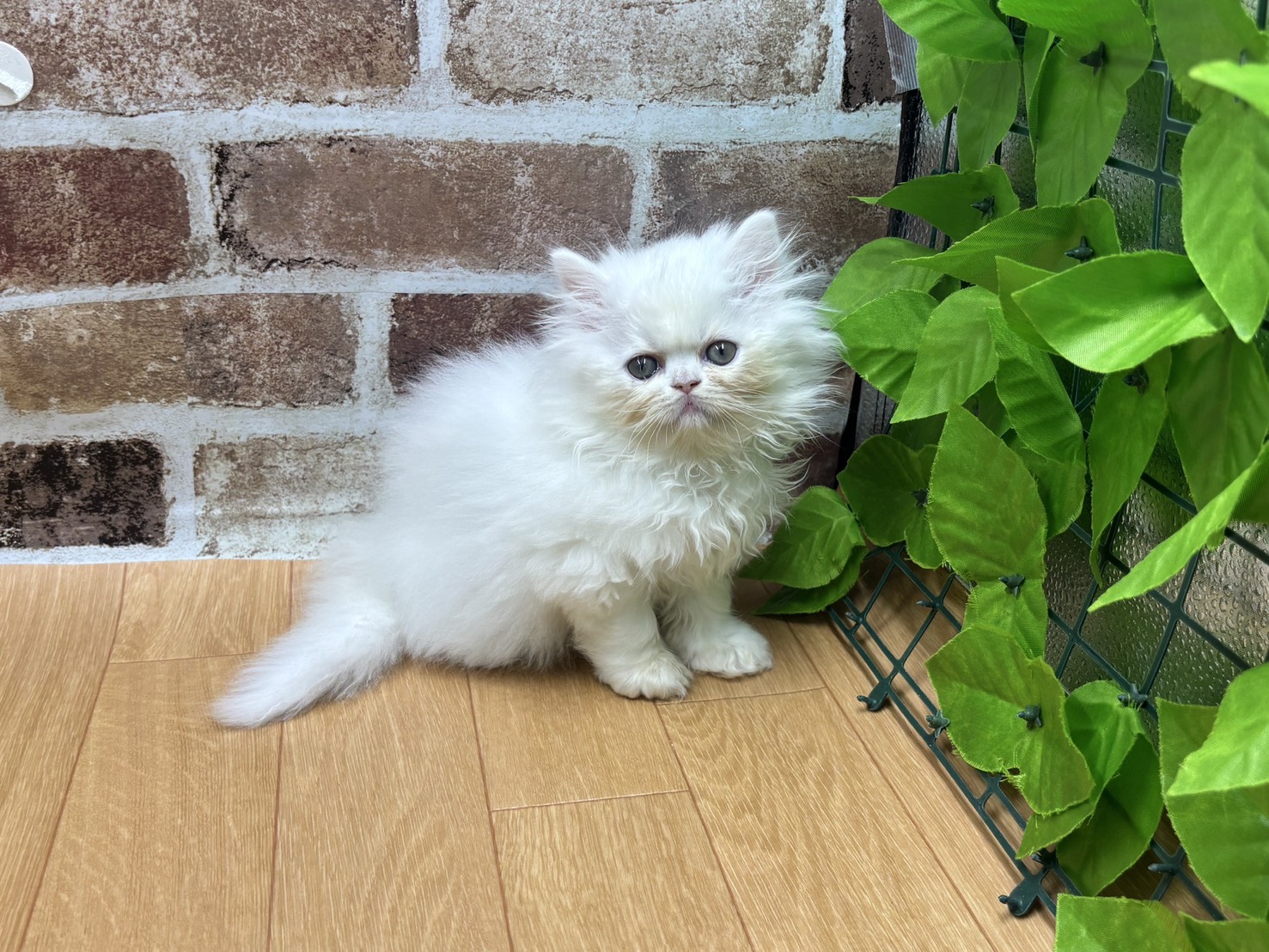 福島県のエキゾチック (ペッツワン白河モール店/2026年1月30日生まれ/男の子/クリームポイント)の子猫の1枚目の画像