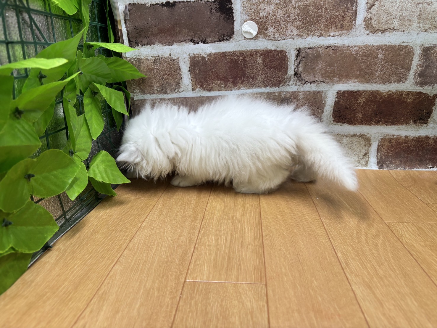 福島県のエキゾチック (ペッツワン白河モール店/2026年1月30日生まれ/男の子/クリームポイント)の子猫の3枚目の画像