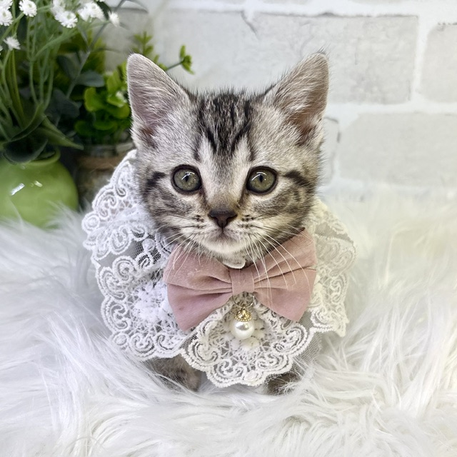 大阪府のアメリカンショートヘアー (ペッツワン高槻店/2026年1月20日生まれ/女の子/シルバータビー)の子猫