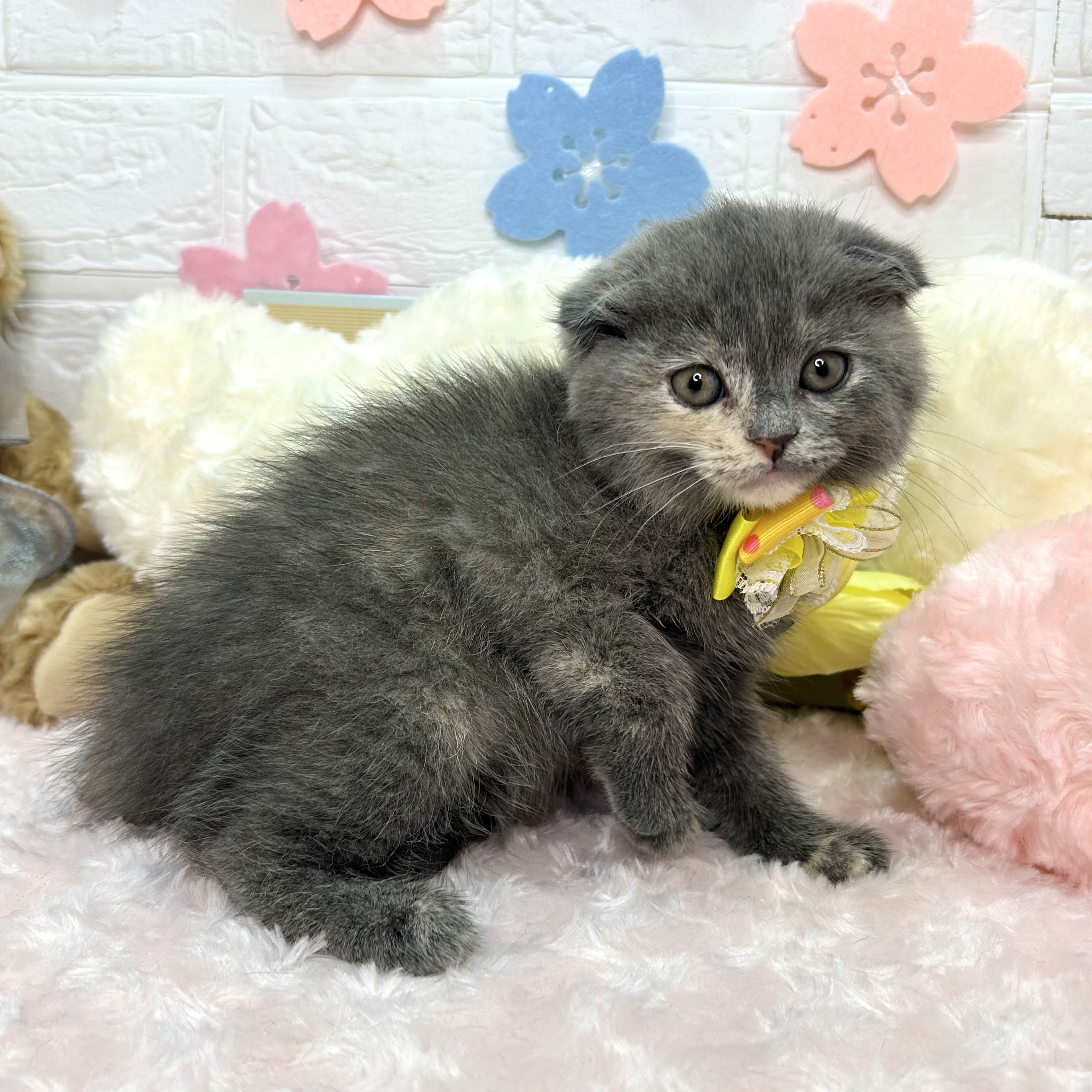 大阪府のスコティッシュフォールド (ペッツワン東大阪店/2026年2月5日生まれ/女の子/ブルーパッチドタビー)の子猫