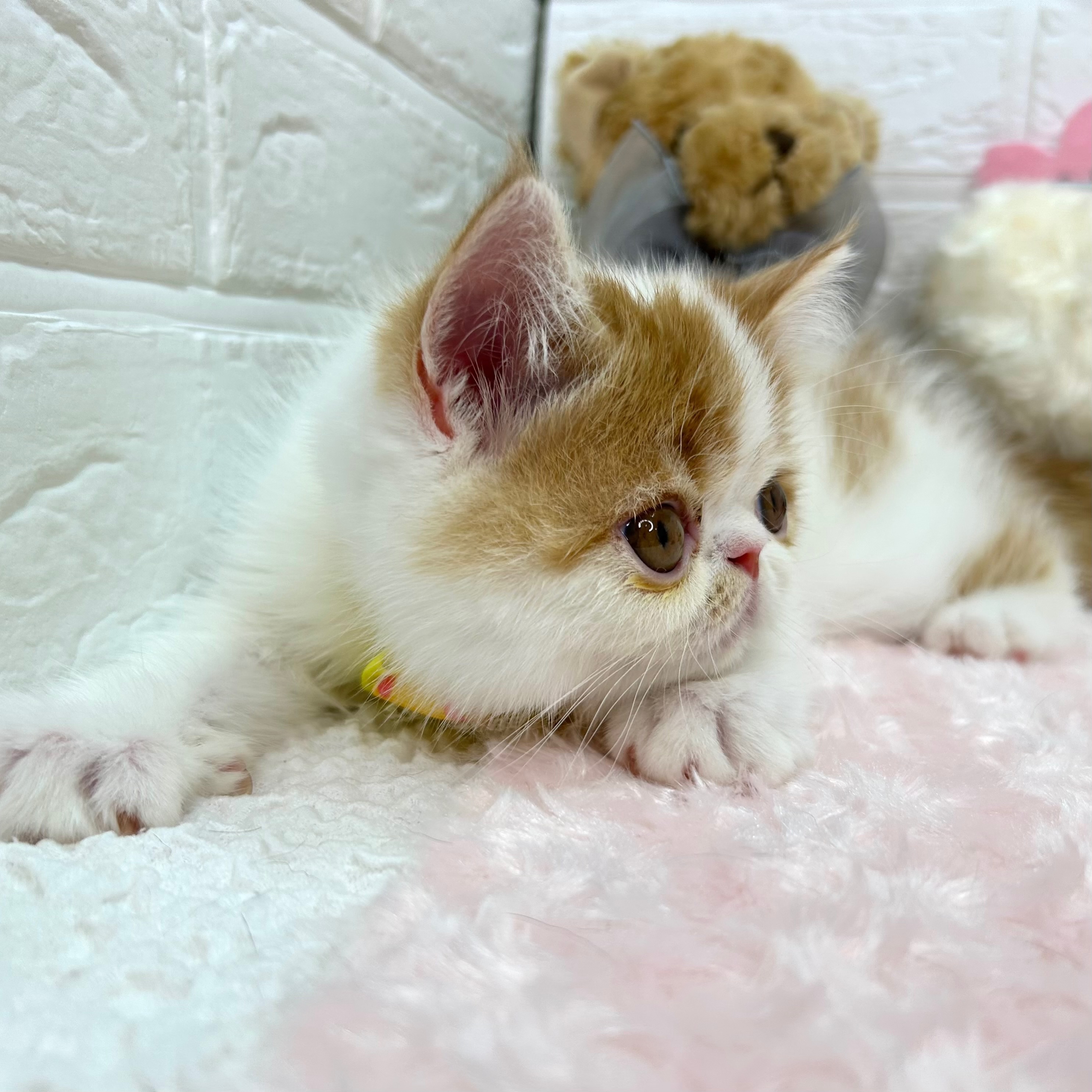 大阪府のエキゾチック (ペッツワン東大阪店/2026年1月28日生まれ/男の子/レッドタビーホワイト)の子猫の2枚目の画像