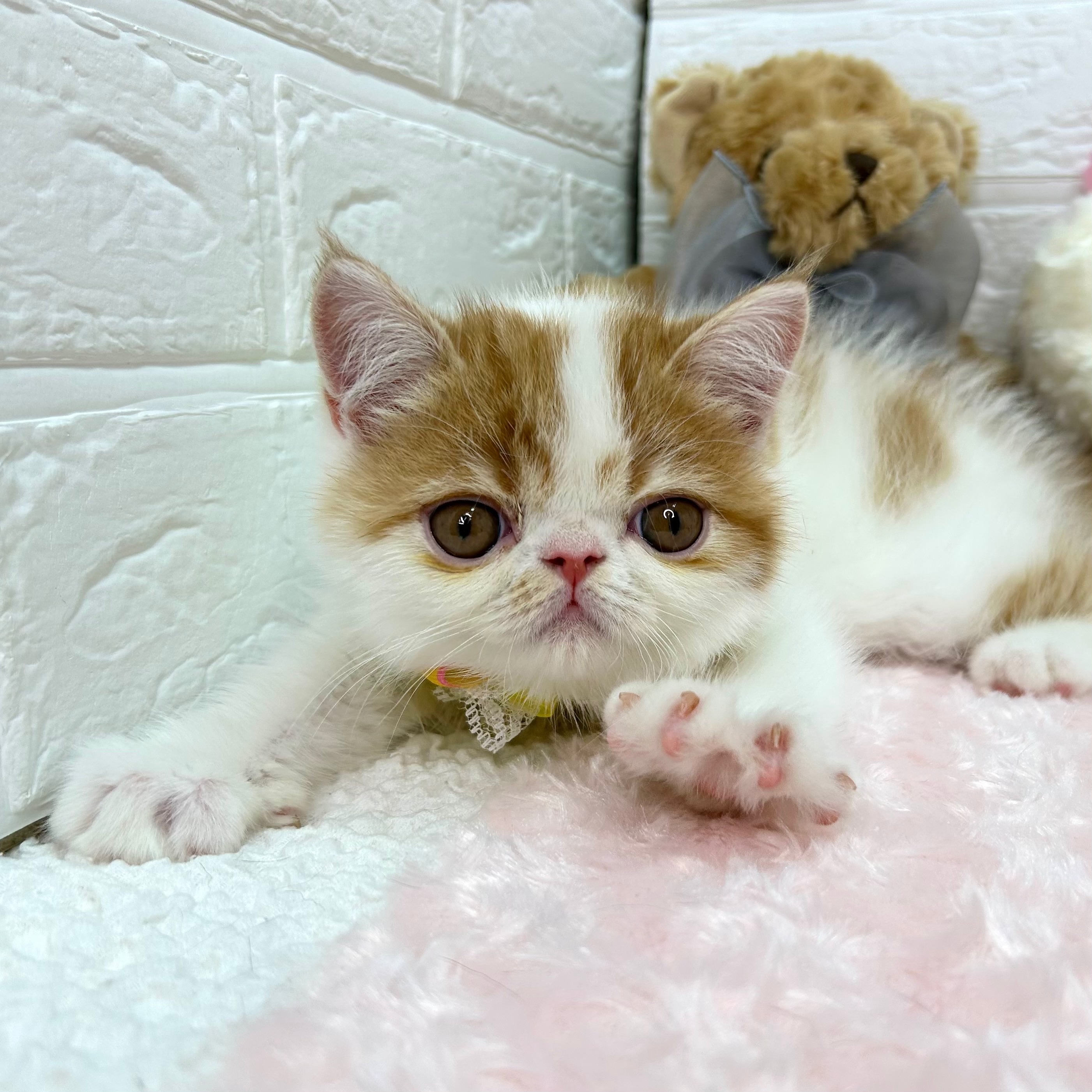 大阪府のエキゾチック (ペッツワン東大阪店/2026年1月28日生まれ/男の子/レッドタビーホワイト)の子猫の1枚目の画像