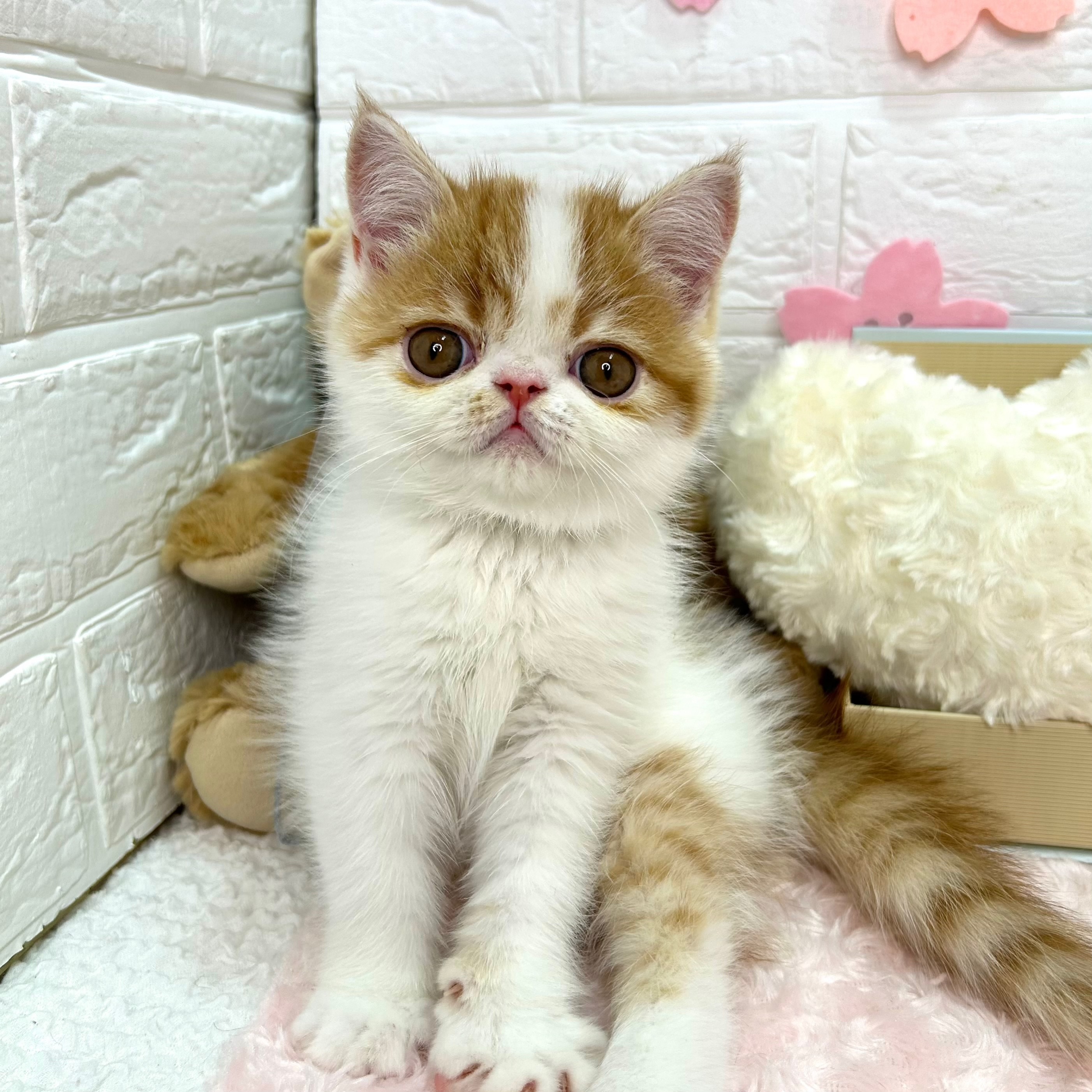 大阪府のエキゾチック (ペッツワン東大阪店/2026年1月28日生まれ/男の子/レッドタビーホワイト)の子猫の3枚目の画像