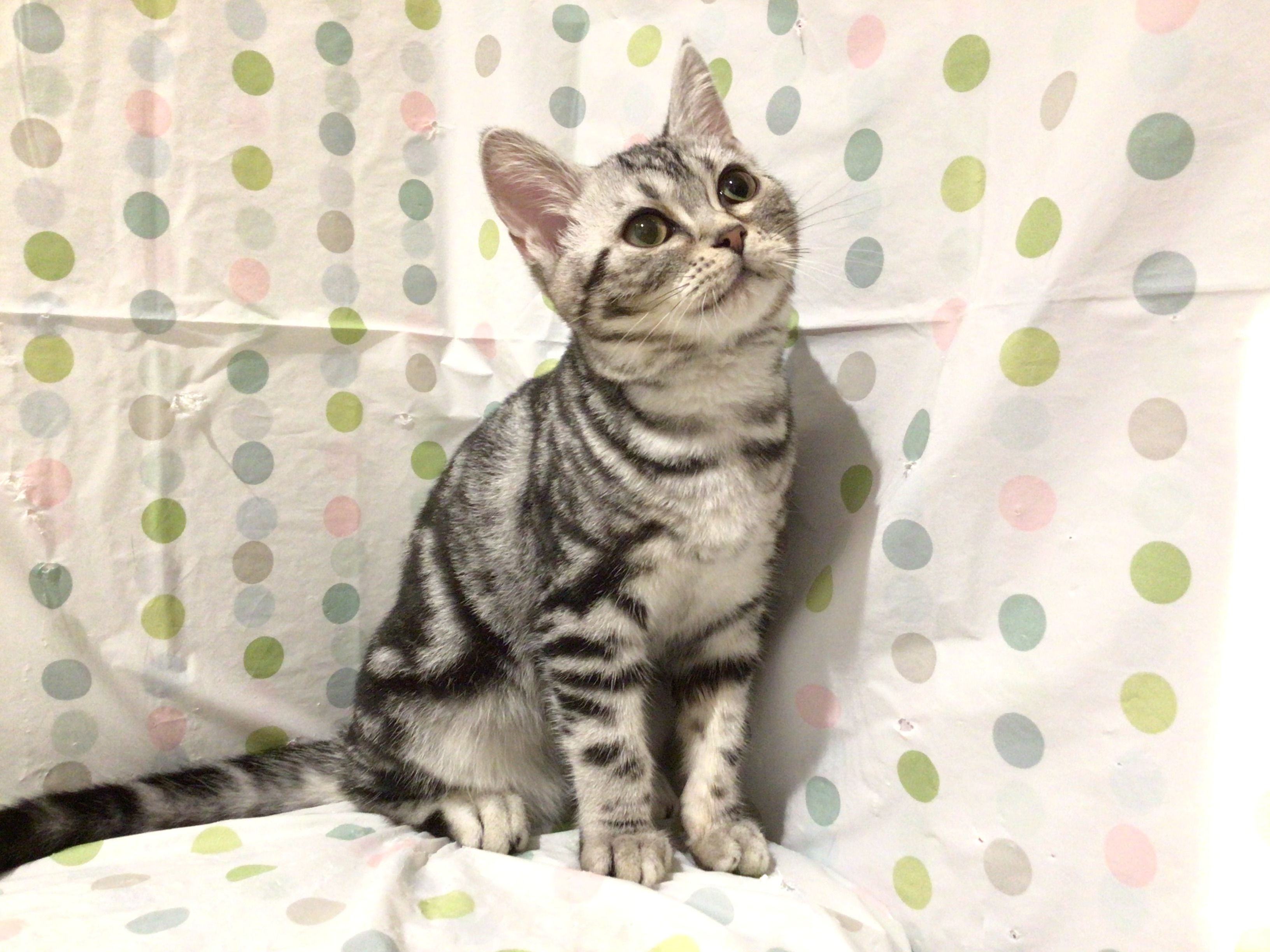 茨城県のアメリカンショートヘアー (ペッツワン高萩店/2025年11月4日生まれ/女の子/シルバータビー)の子猫の3枚目の画像