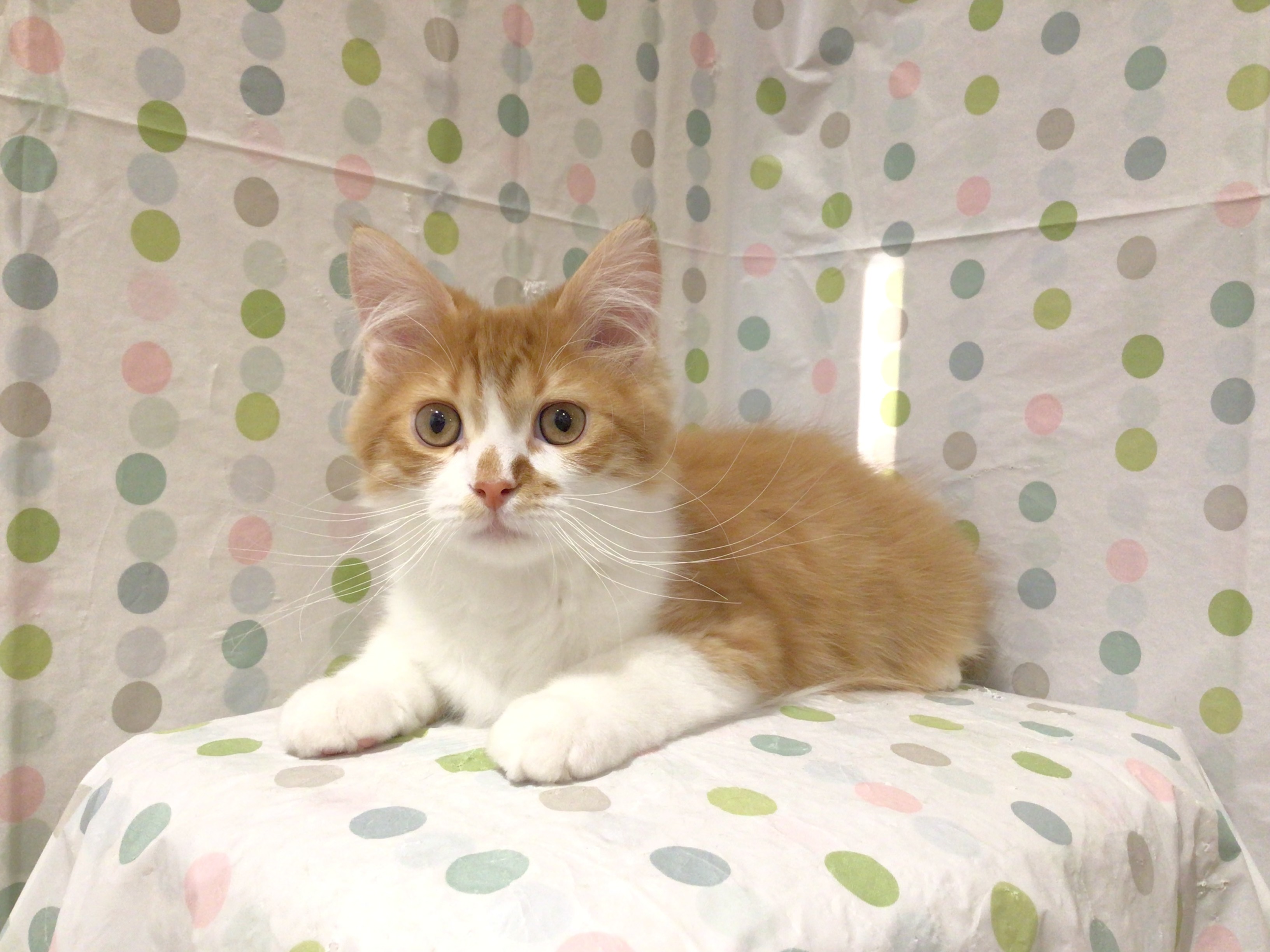 茨城県のサイベリアン (ペッツワン高萩店/2025年11月9日生まれ/男の子/レッドタビーホワイト)の子猫の3枚目の画像