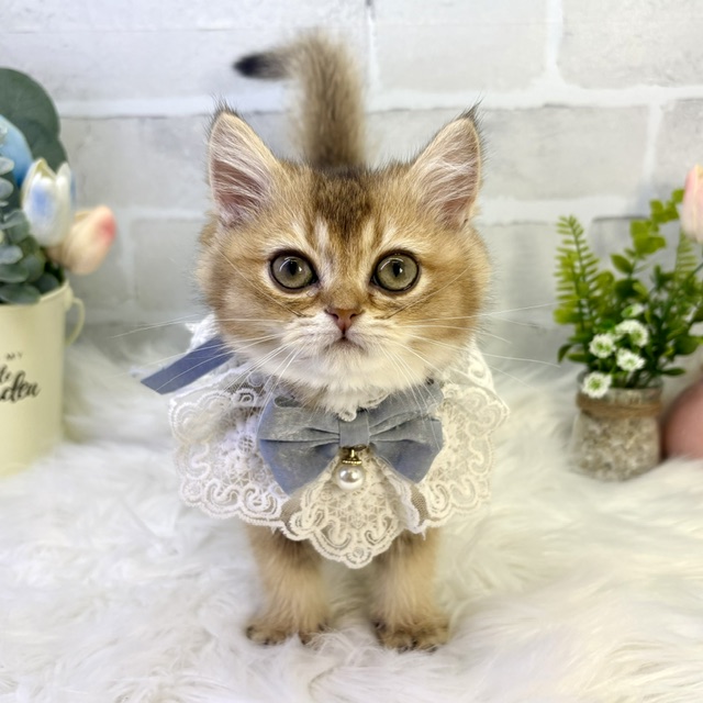 大阪府のブリティッシュショートヘアー (ペッツワン高槻店/2026年1月14日生まれ/男の子/ブラックゴールデンシェーデット)の子猫